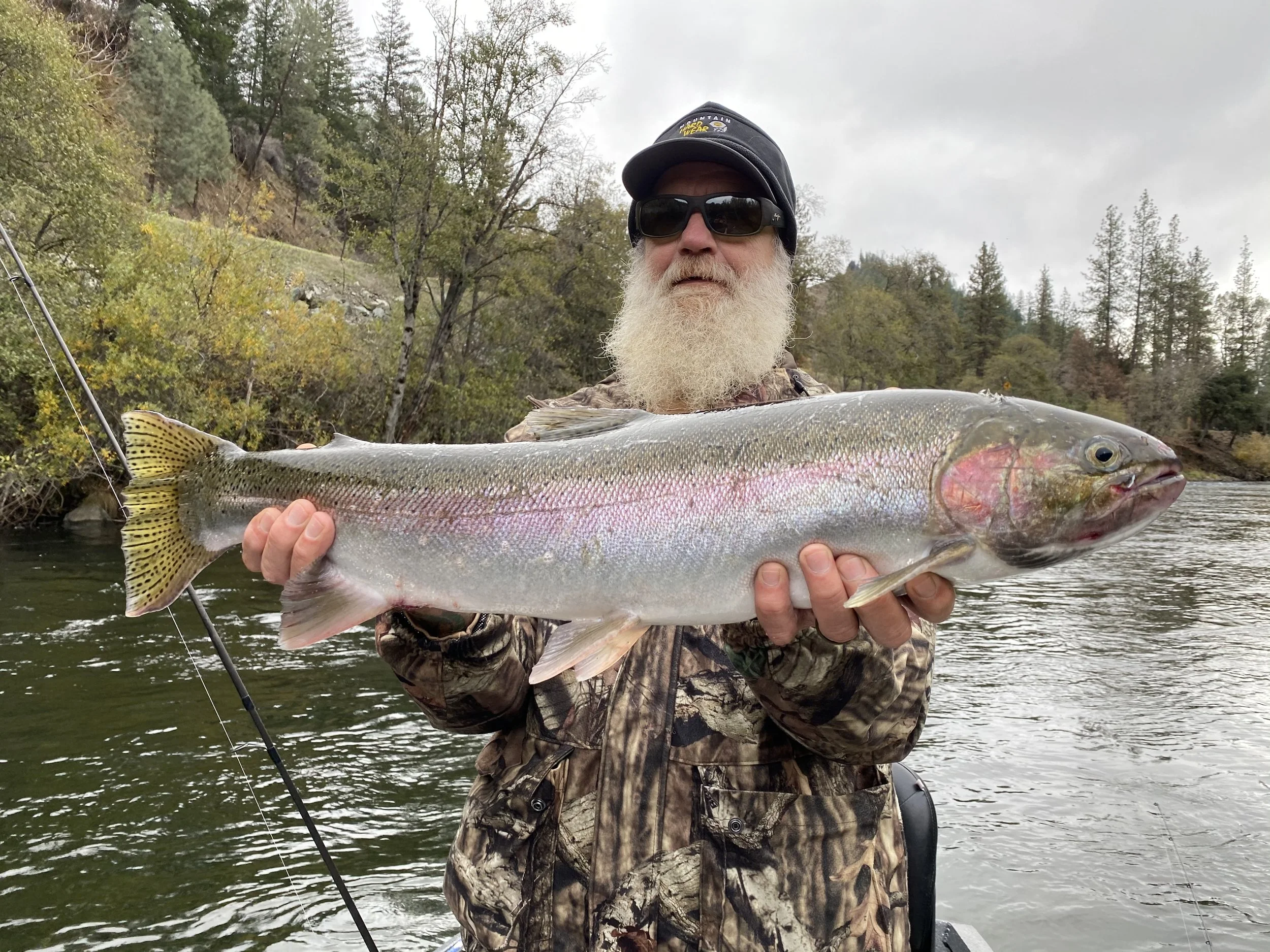Trinity river hatchery steelhead,