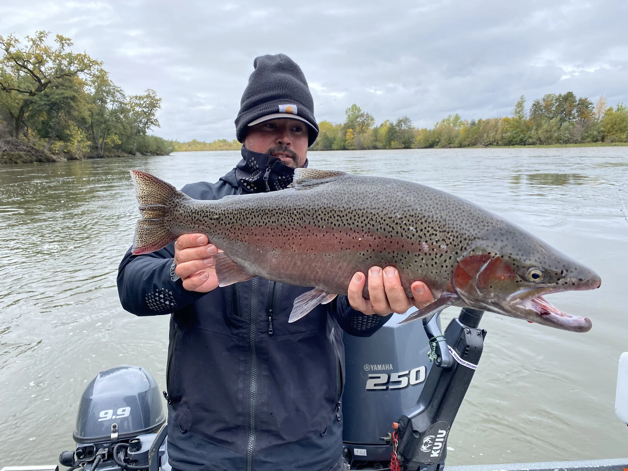 Sacramento River steelhead!