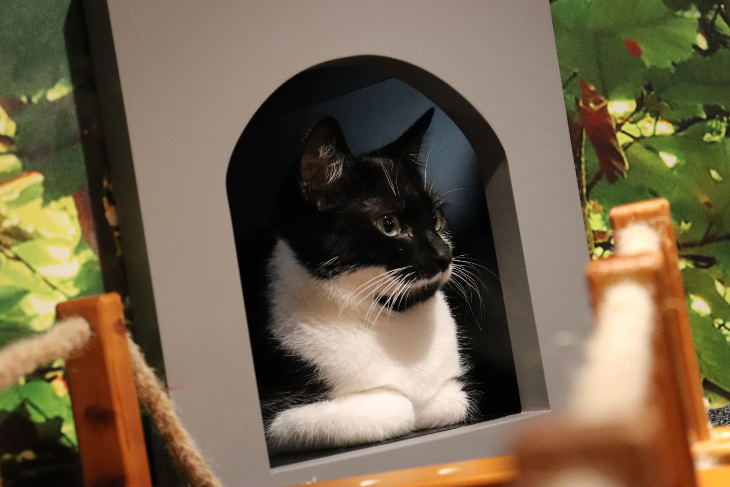 Bullring_Kitty Cafe_2.jpg