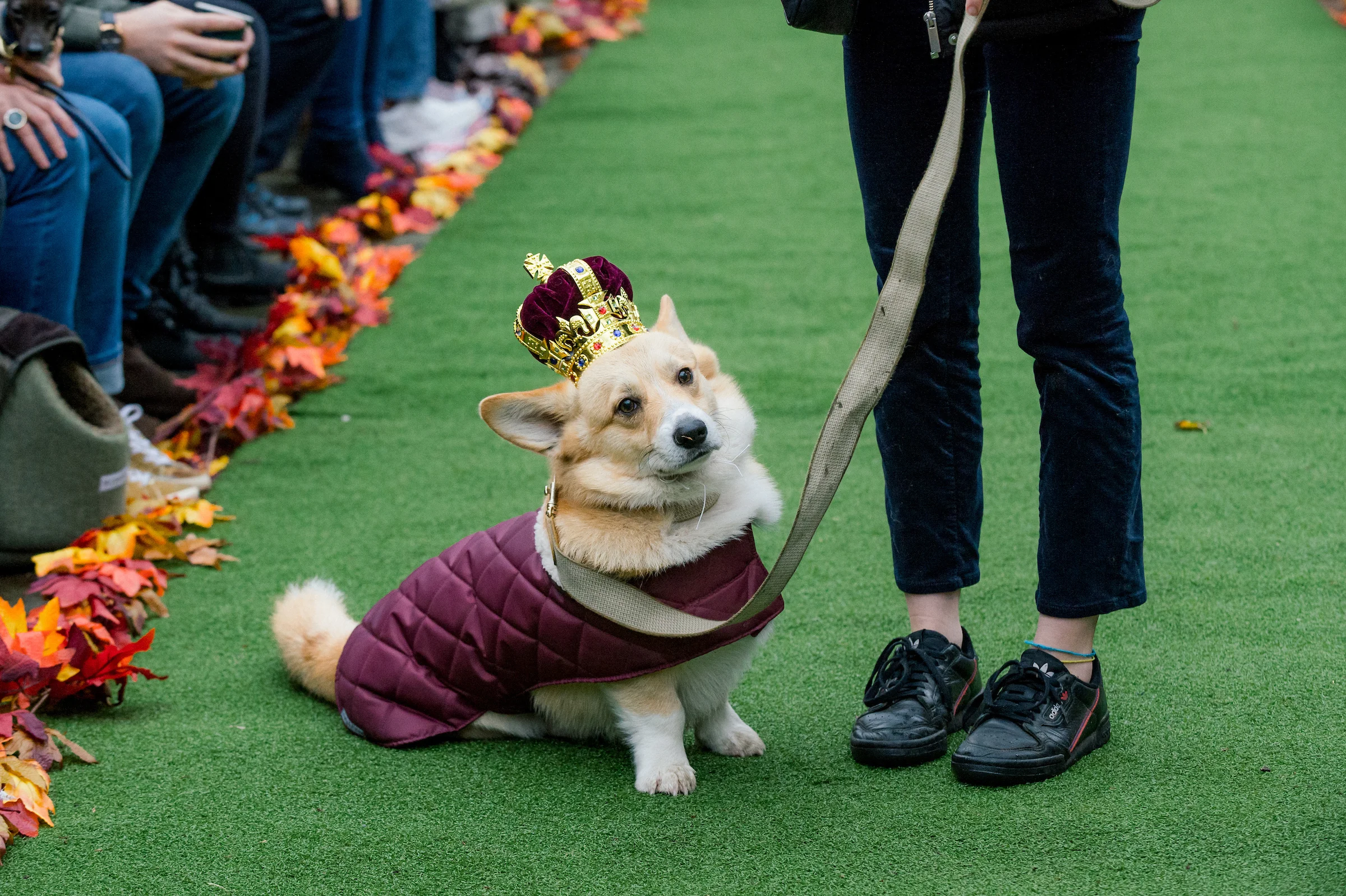 Stylish hounds strut their stuff for charity on the Strutz catwalk