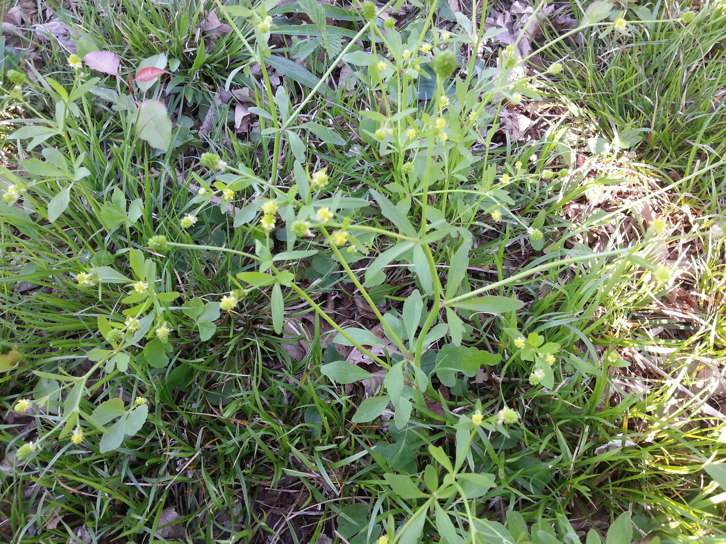 asparagus plant Asparagus Fern Plants