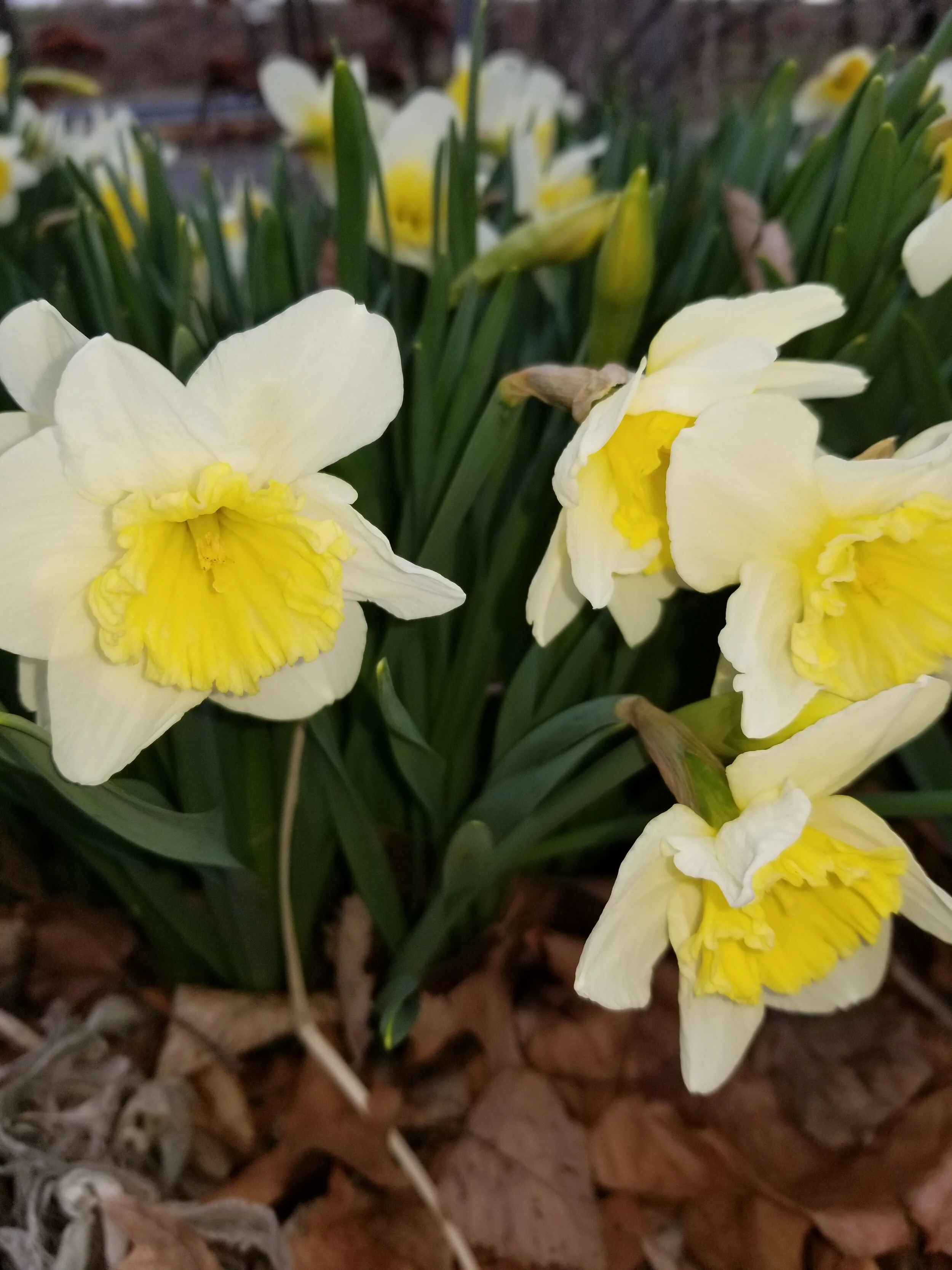 Springtime Awakening
