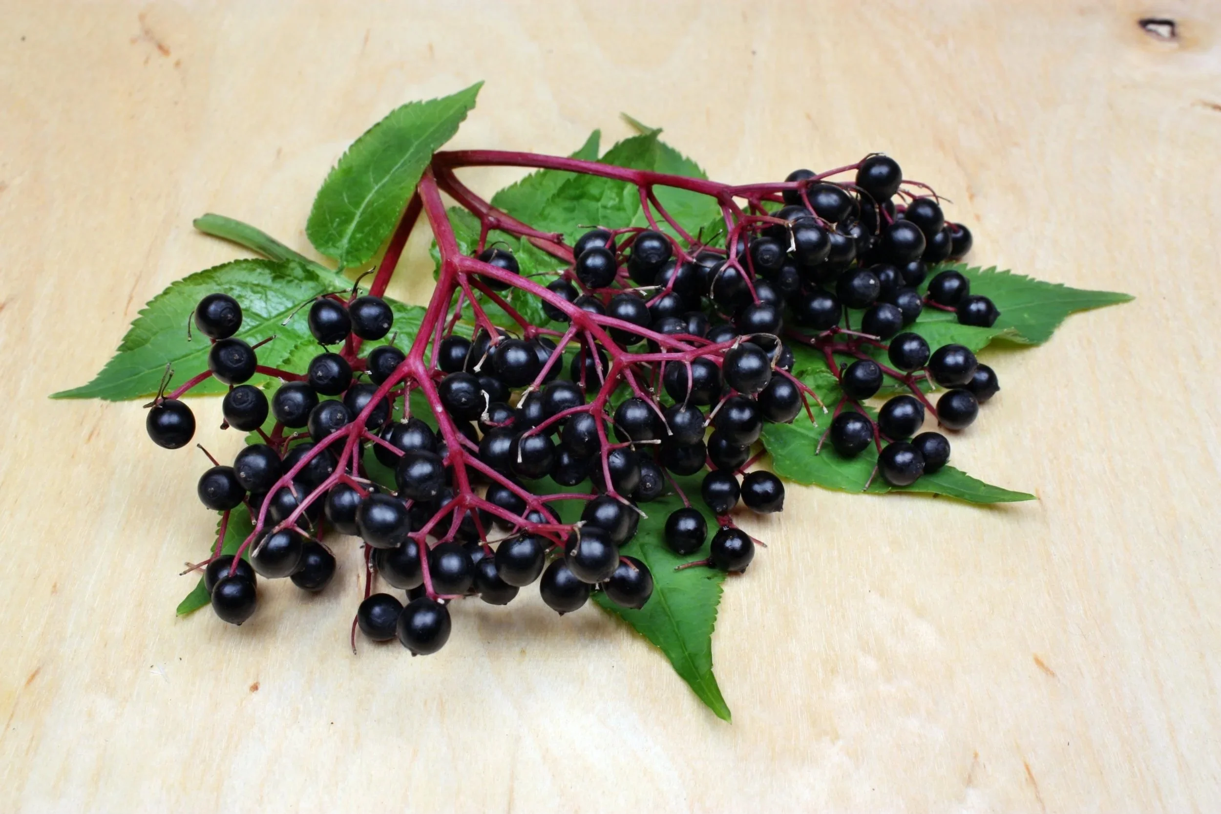 Elderberry.jpg