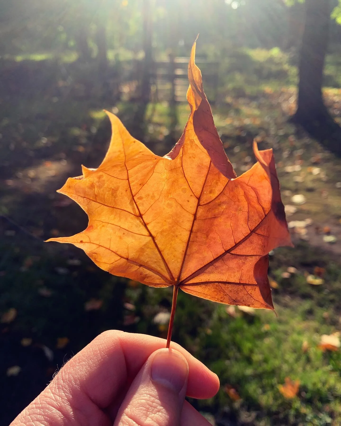 Could see and feel the seasons turning today on my walk in #Basingstoke and change is on the way in my practice too. In November I&rsquo;ll be moving to a new therapy room. Same building in Chequers Rd in the town centre but a nice light space for wh
