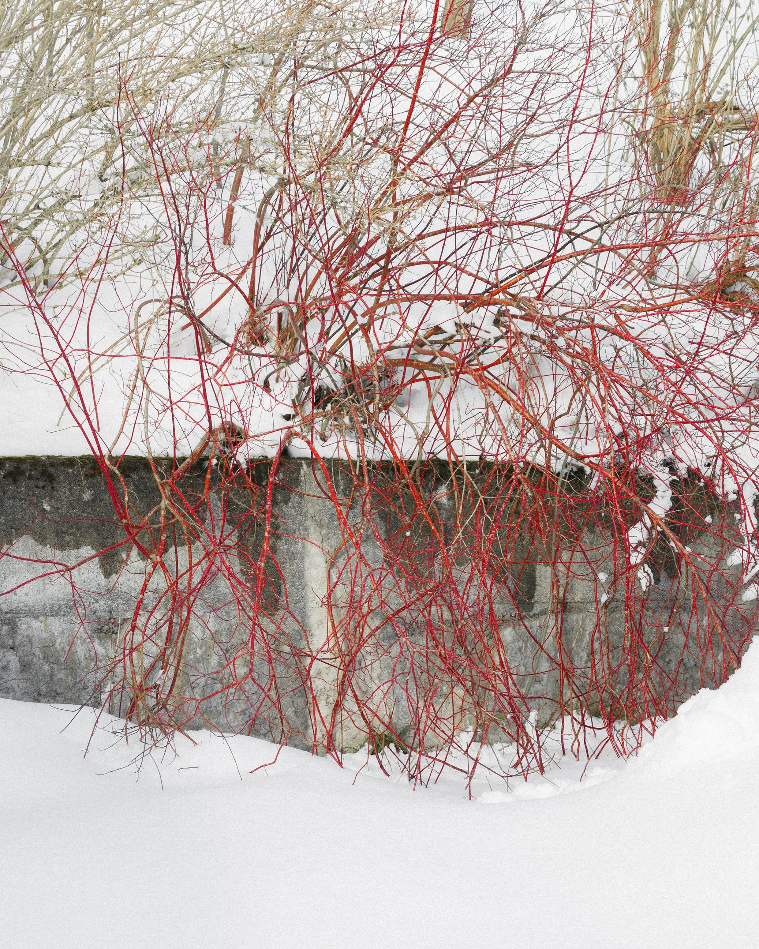 Vein Branches, 2020