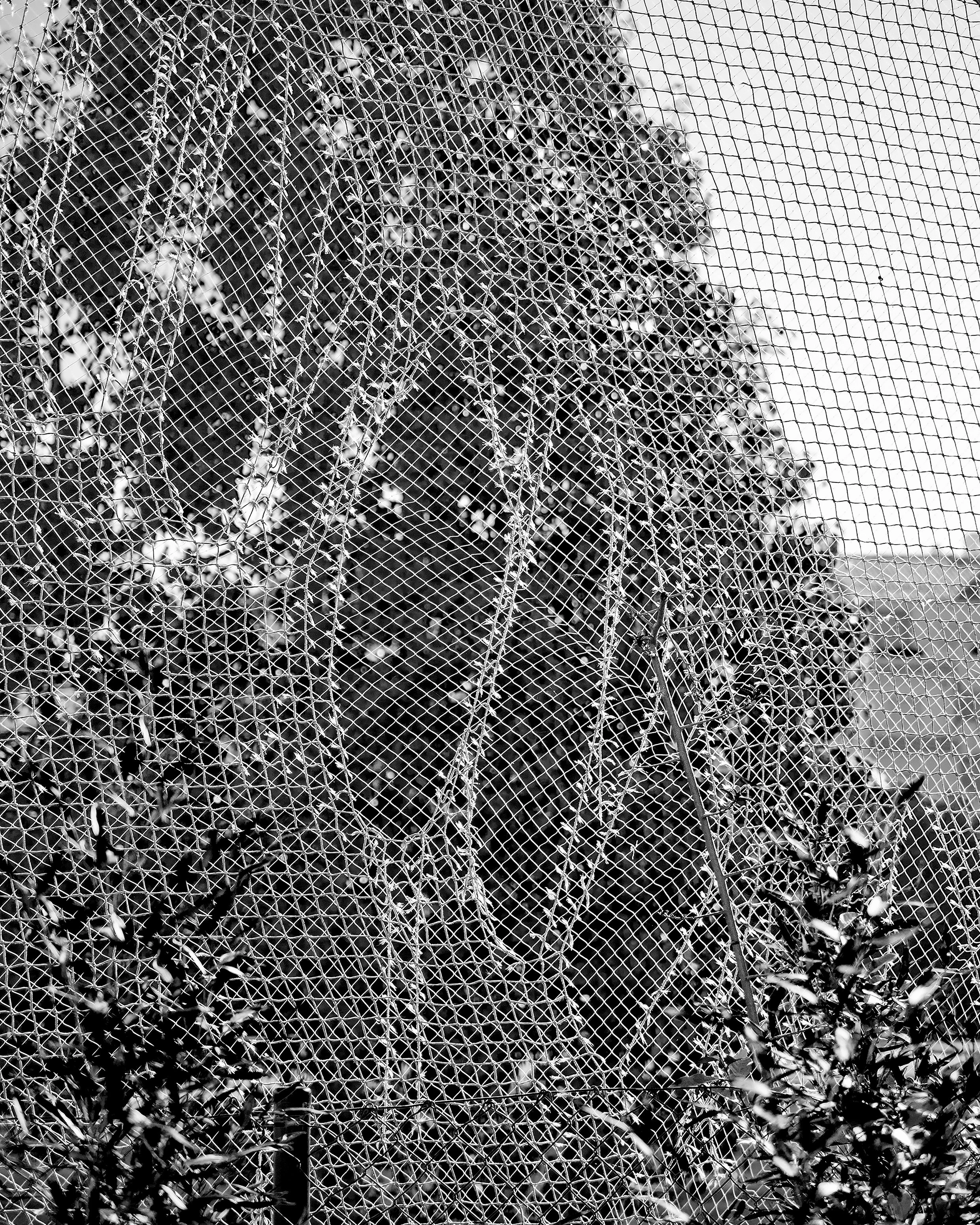 Fence, 2018