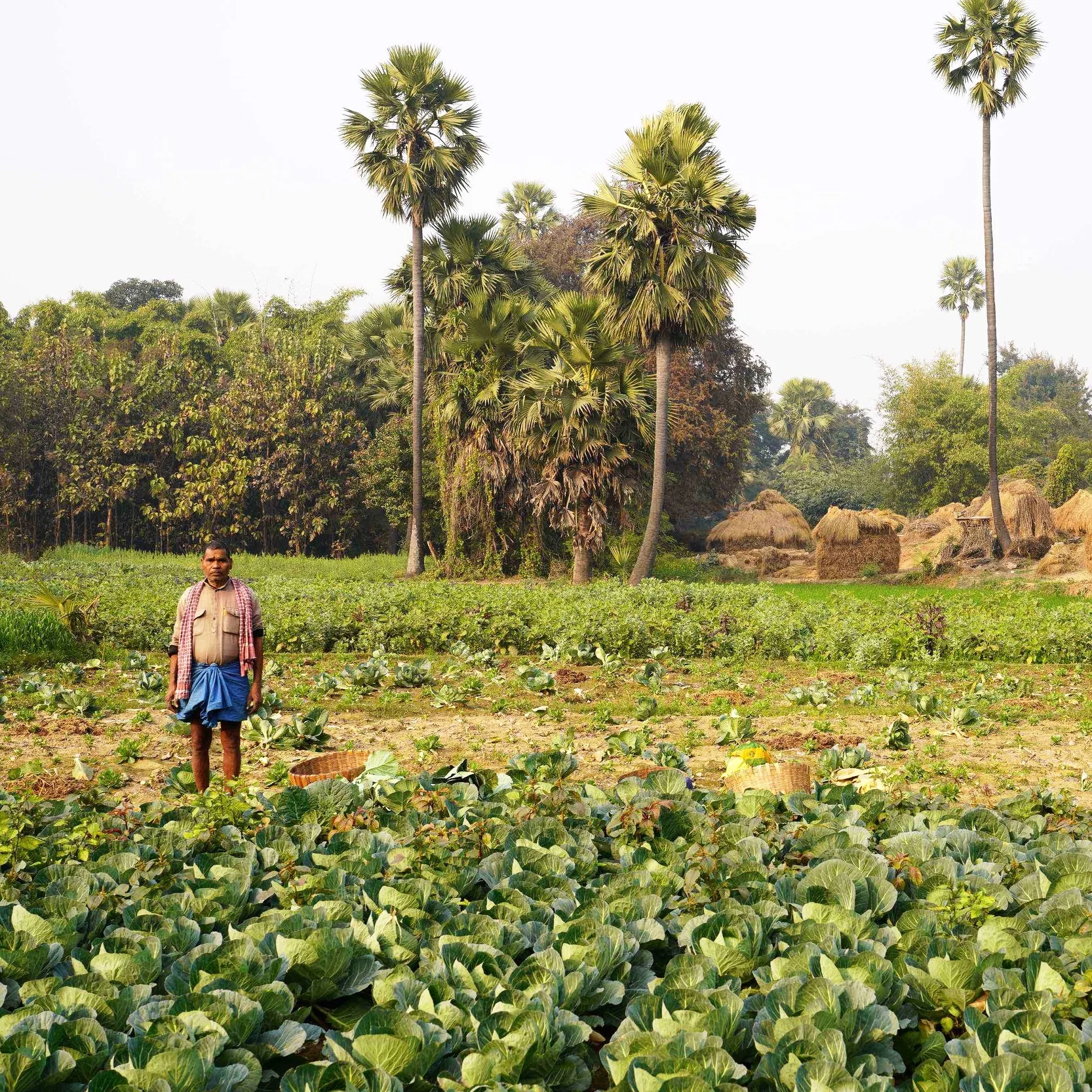 Farmer in the field