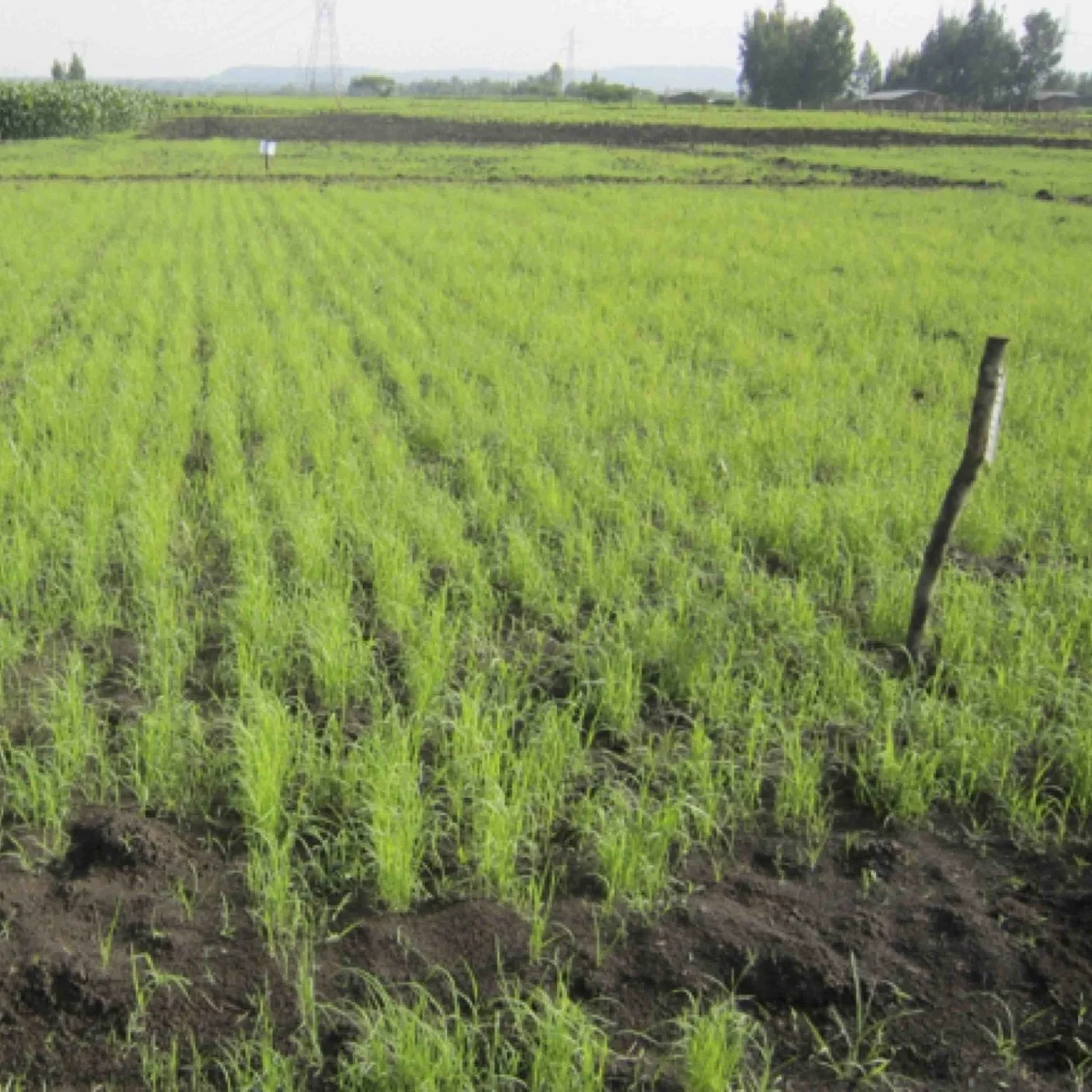 Results_Teff Planter.jpg