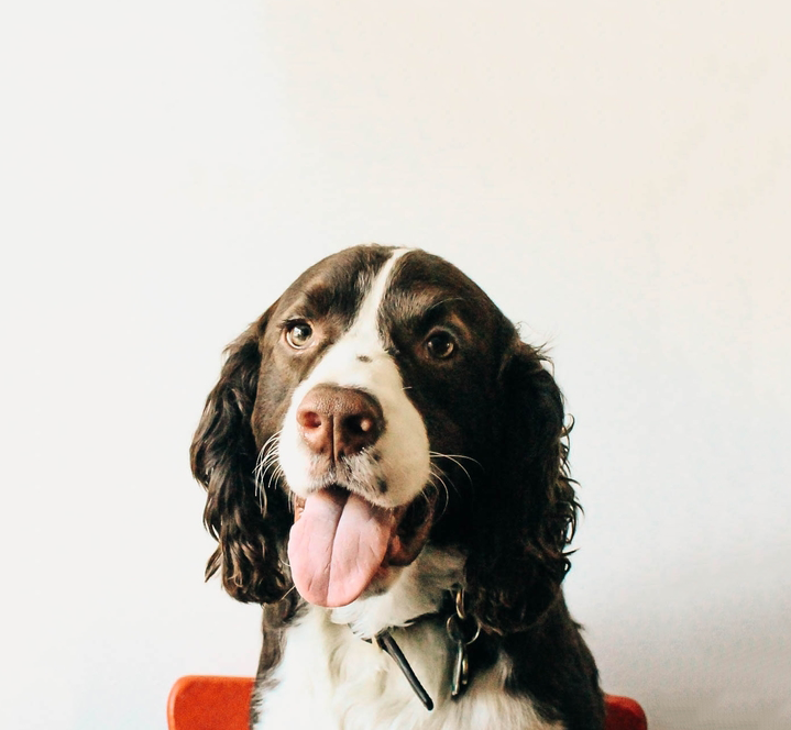 JACK BEAUDIN HUMAN RESOURCES & SECURITY Squirrels, UberEATS bike carriers, light shadows— absolutely nothing escapes Jack’s radar. With an unmatched ability to multitask between excessive napping and his top-notch security detail, Jack is the multipurpose glue that keeps our team sane and unified. Born to Be Wild would definitely not be on his life’s soundtrack. He is a city pup, and he is secure in that identity.