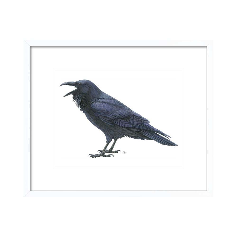Common raven  BY EMILY S. DAMSTRA from $24