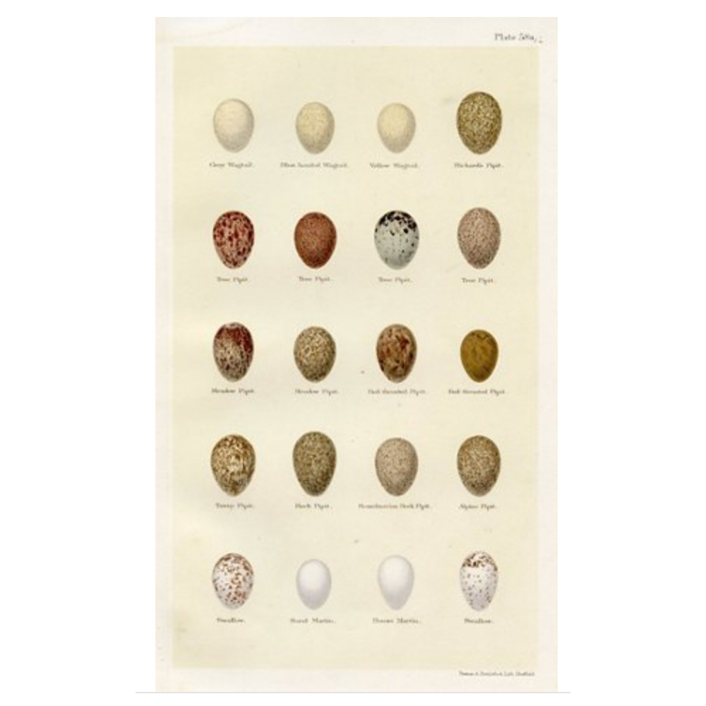 19th-C. Bird Egg Print $99