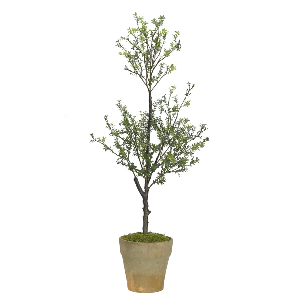 Boxwood Topiary $258