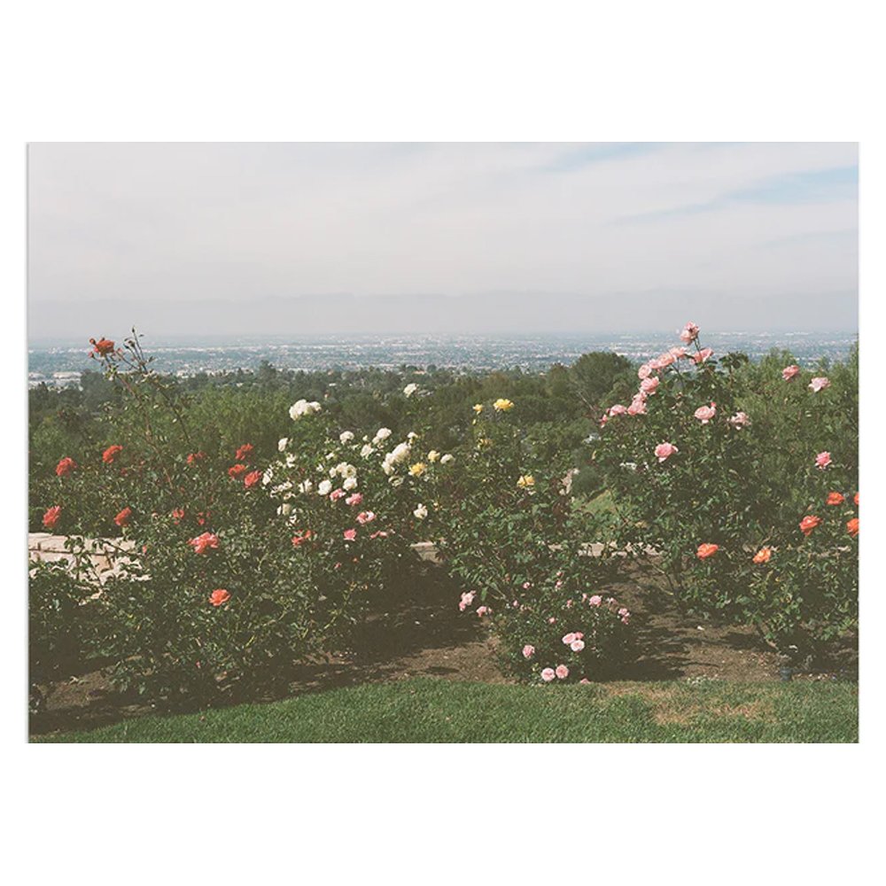 Gia Coppola, Rolling Hills Roses, from $240