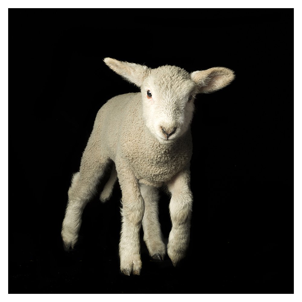 Lambie by Valerie Shaff FROM $1,500