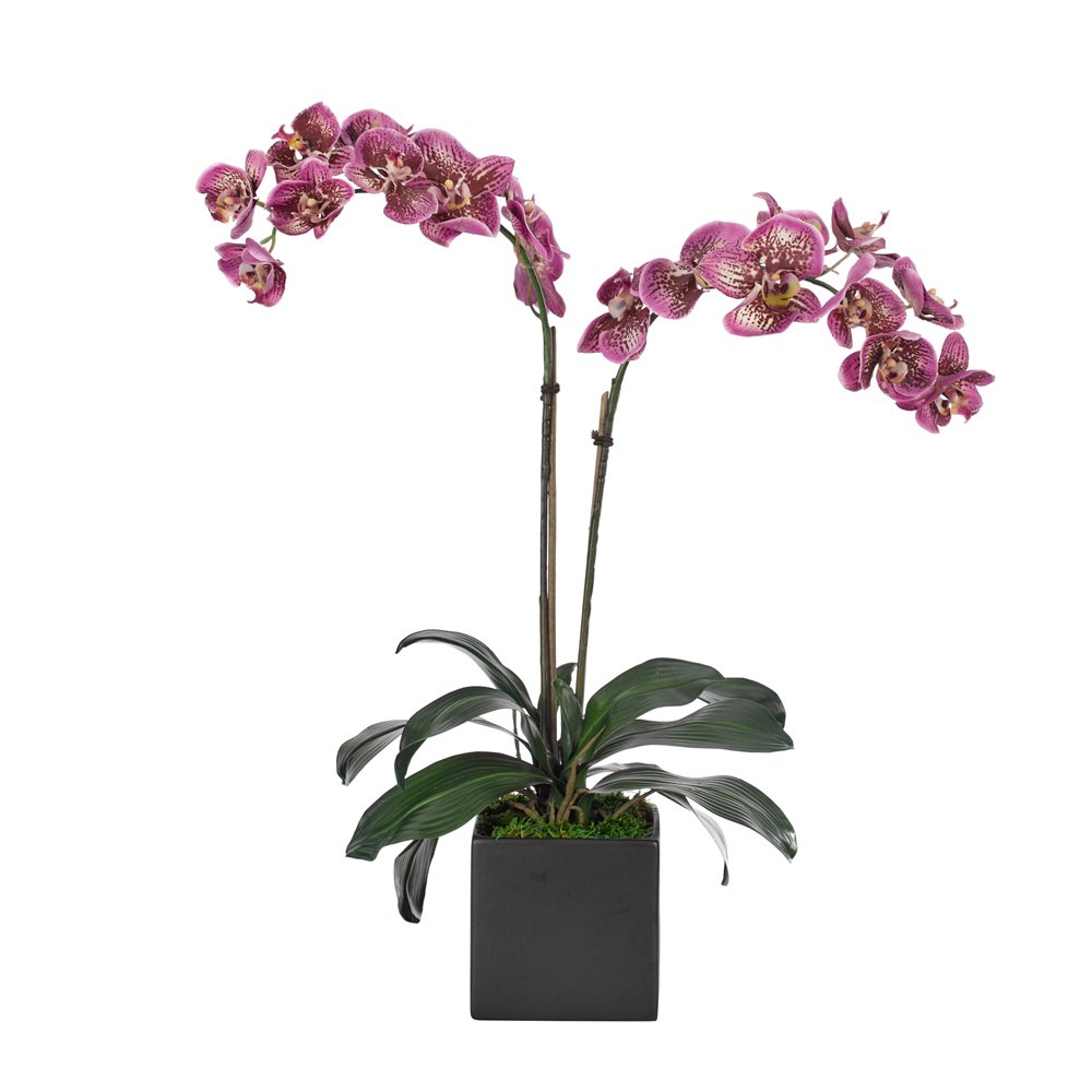 Orchid Phalaenopsis, Purple, in Ceramic Cube Black, $288, NDI