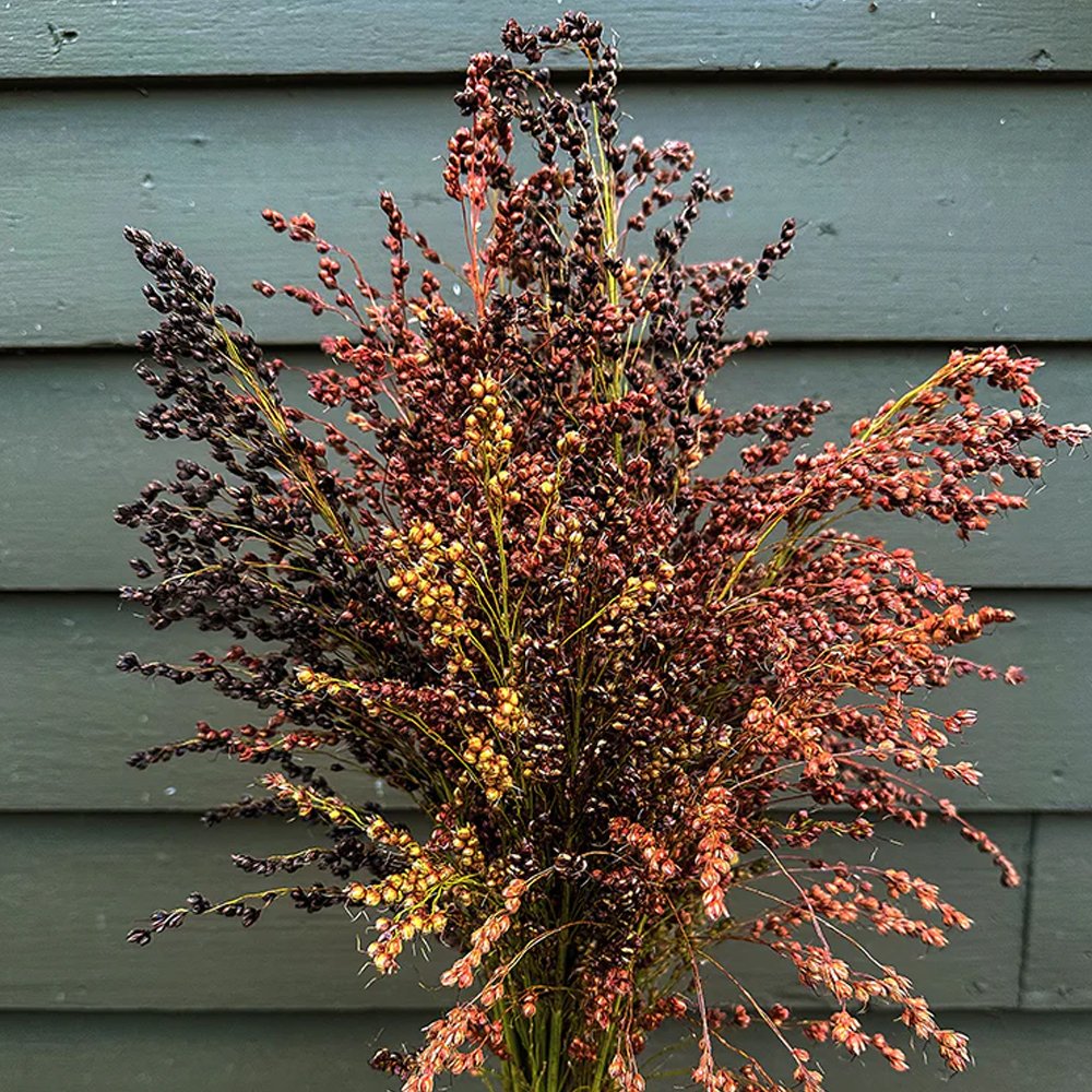 Broom Corn Bundle, $60, Hort &amp; Pott