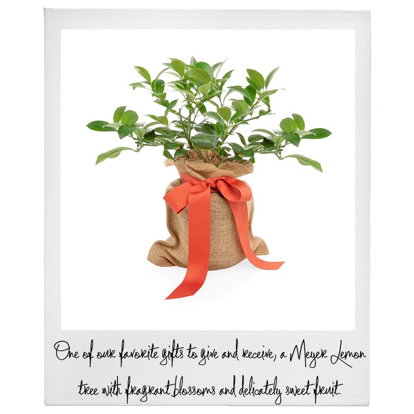 Mini Lemon Gift Tree, $78, Hudson Grace