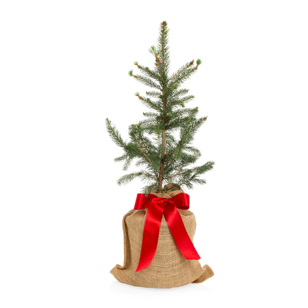 Colorado Blue Spruce Mini Tree, $78, Hudson Grace