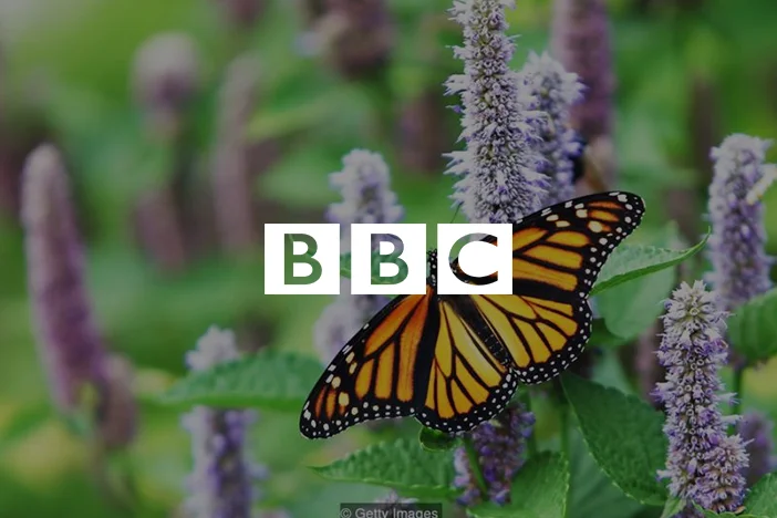 How do you bring wildlife back to the city?