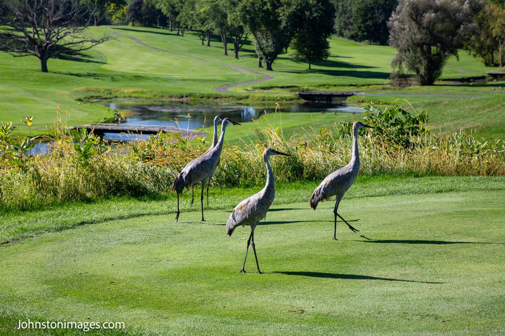 SNG_golf_2028.jpg