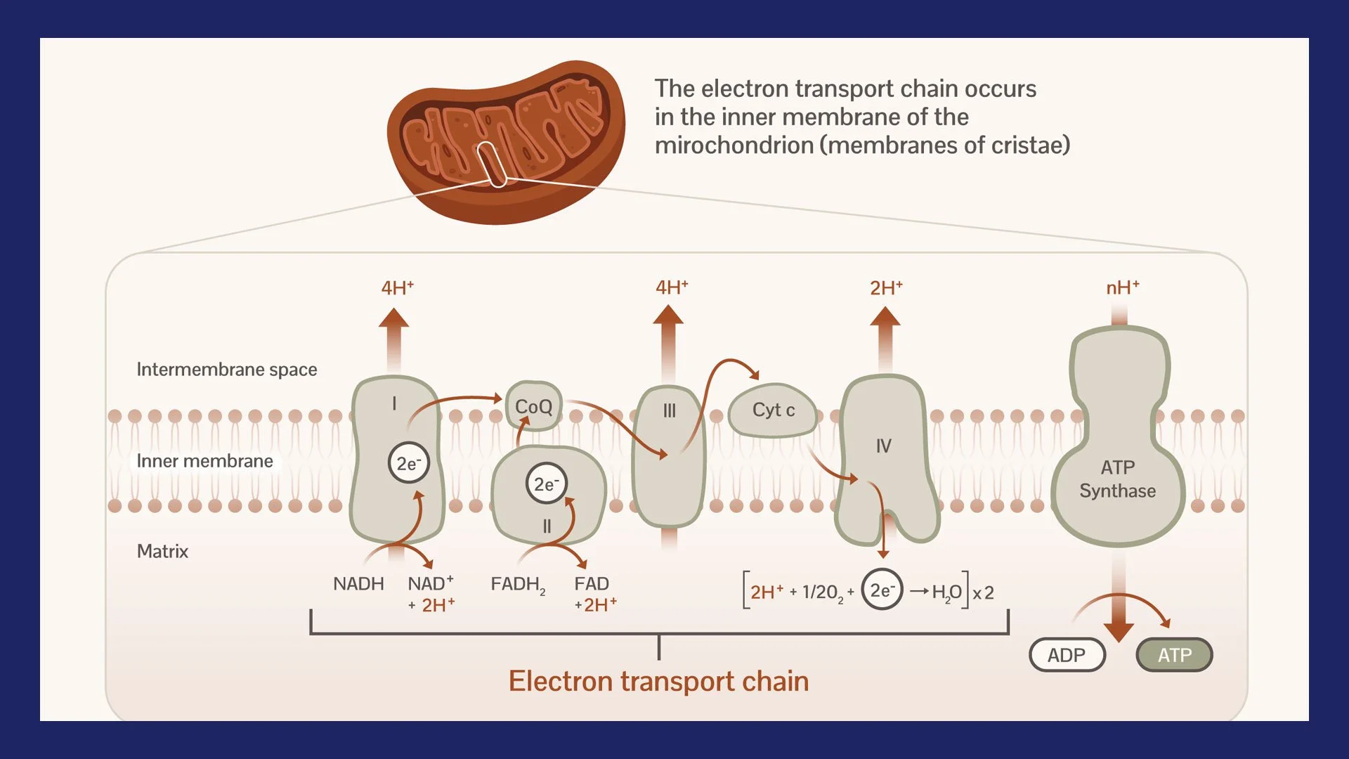 Calories and Macronutrients | Core Series, Part 3