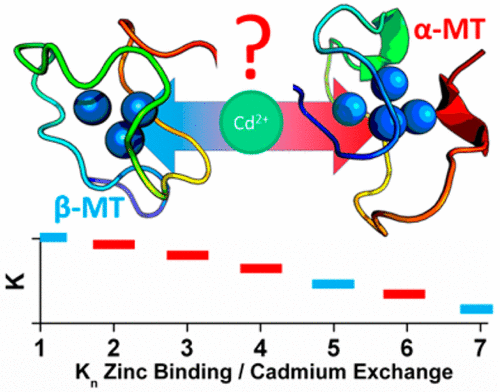 Cadmium, the Metalloestrogen