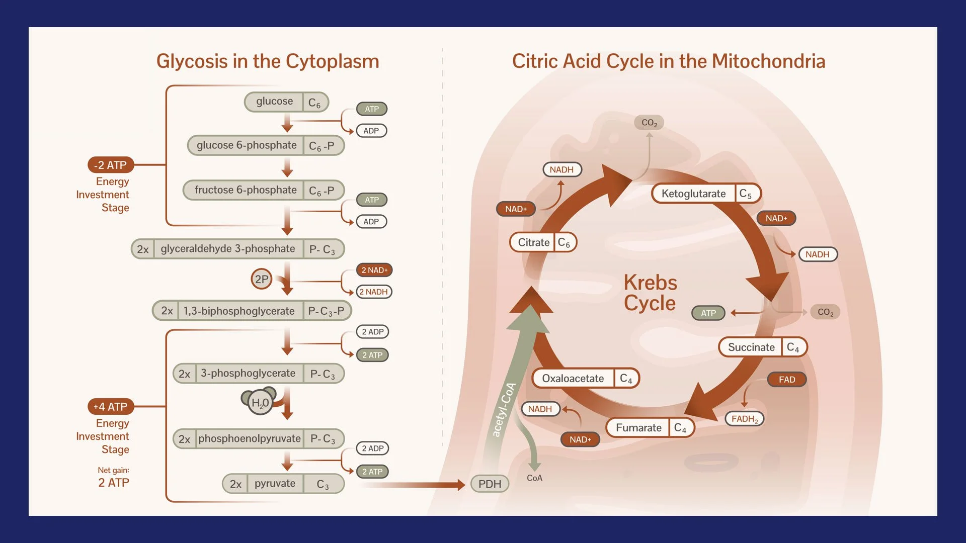 Micronutrients | Core Series, Part 4