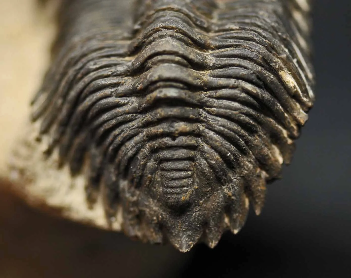 Tail.jpg