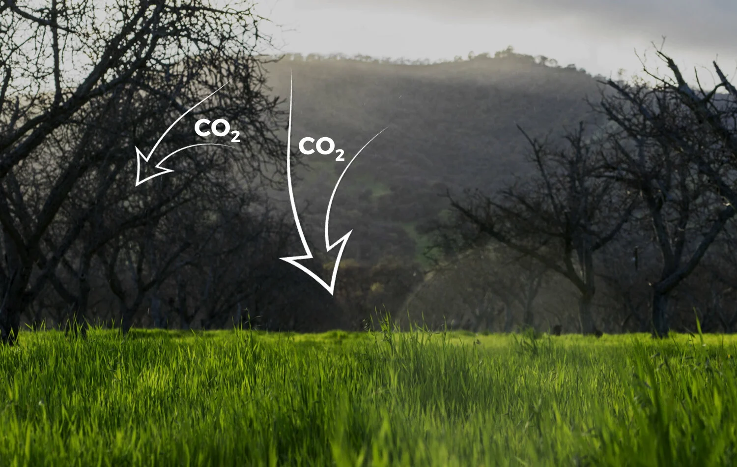 5 Documentaries You Should Watch to Understand the Regenerative Movement 