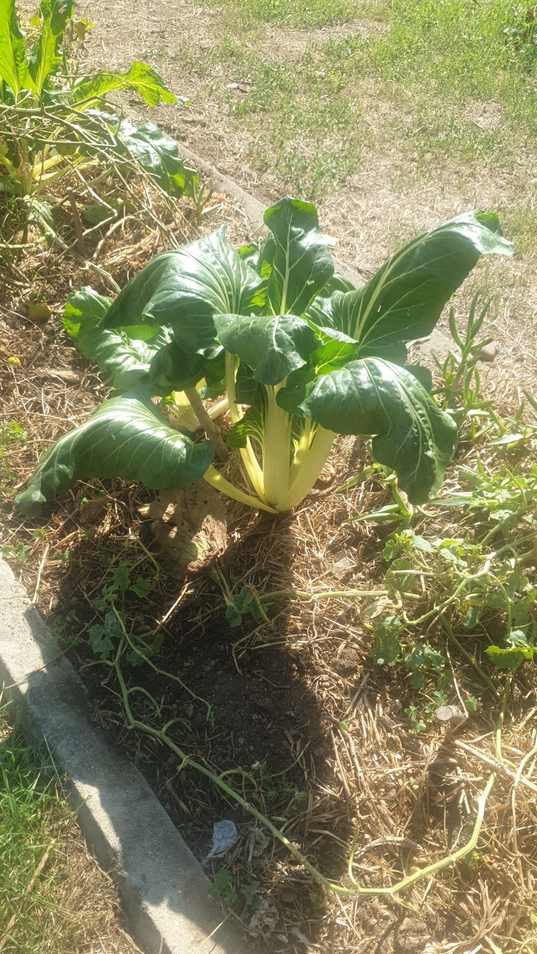 Cabbage.jpeg