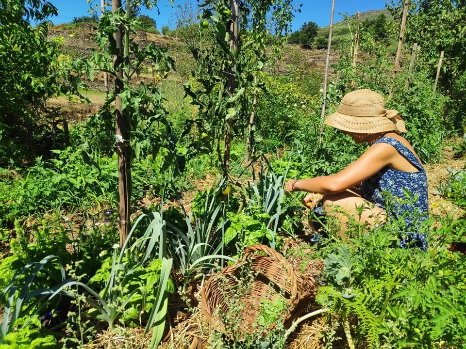 Reflorestar Portugal: Restoring People, Forests and Ecosystems