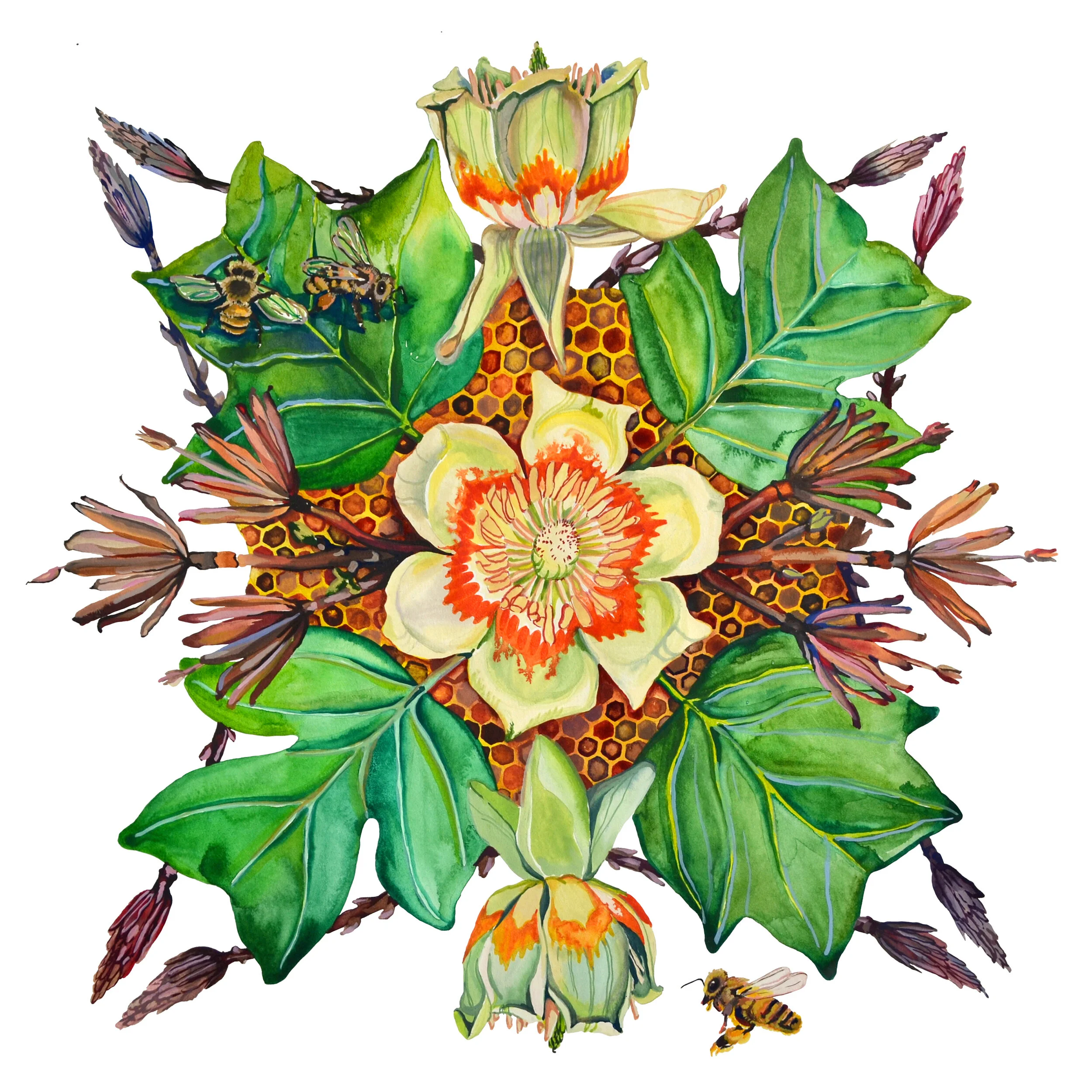 Tulip Poplar 10%22 with quarter inch border.jpg