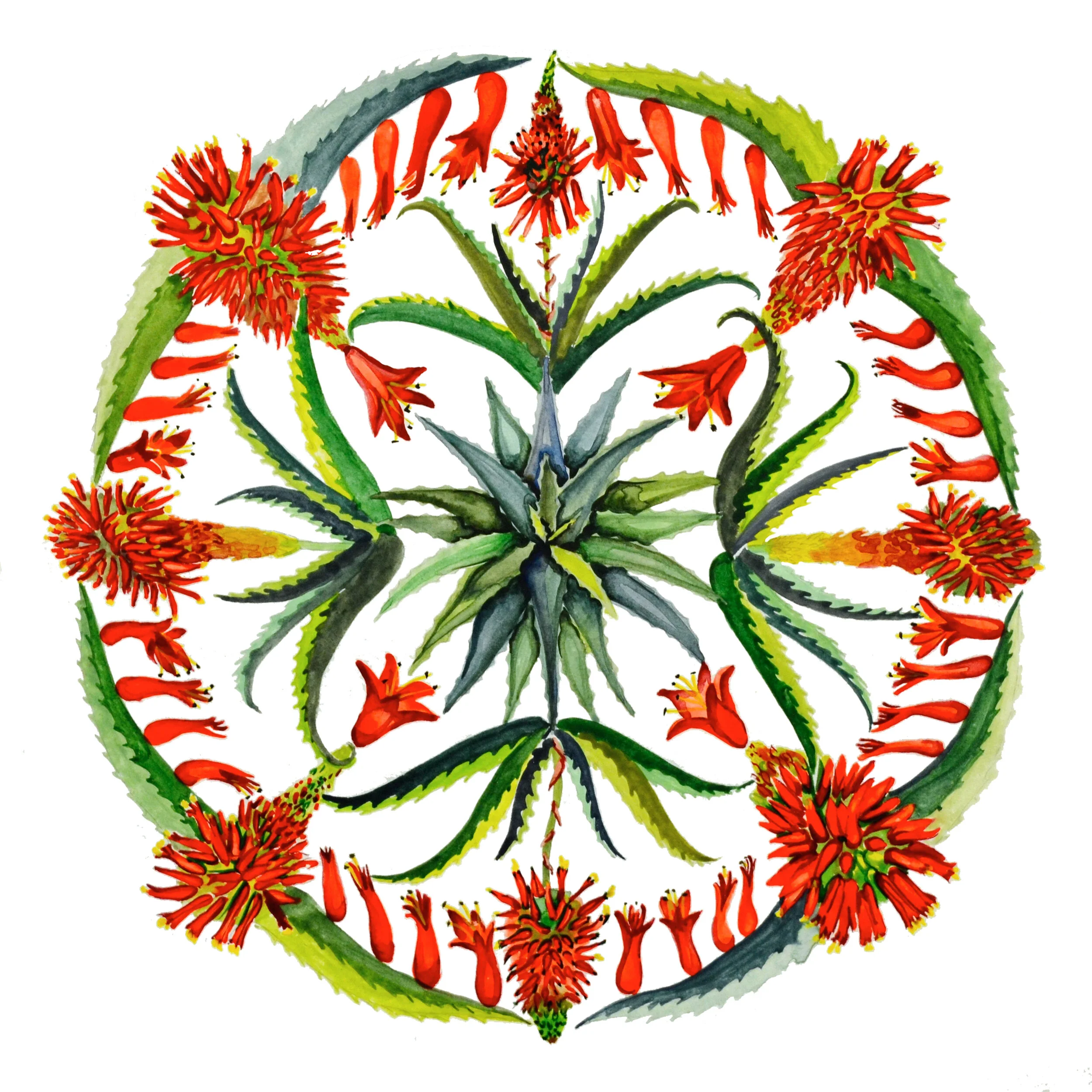 Aloe Vera 12%22 x 12%22.jpg