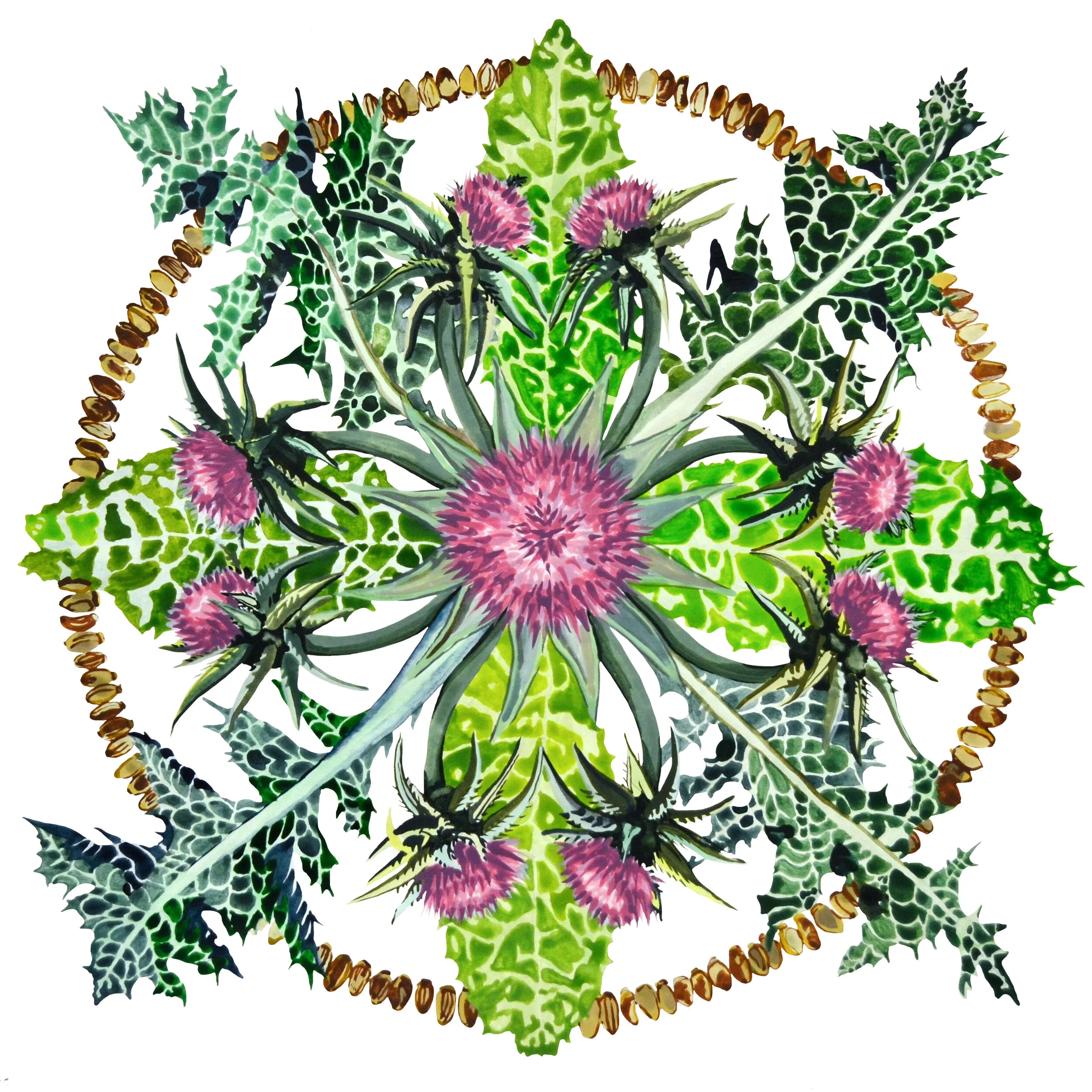 Milk Thistle 12%22 x 12%22.jpg