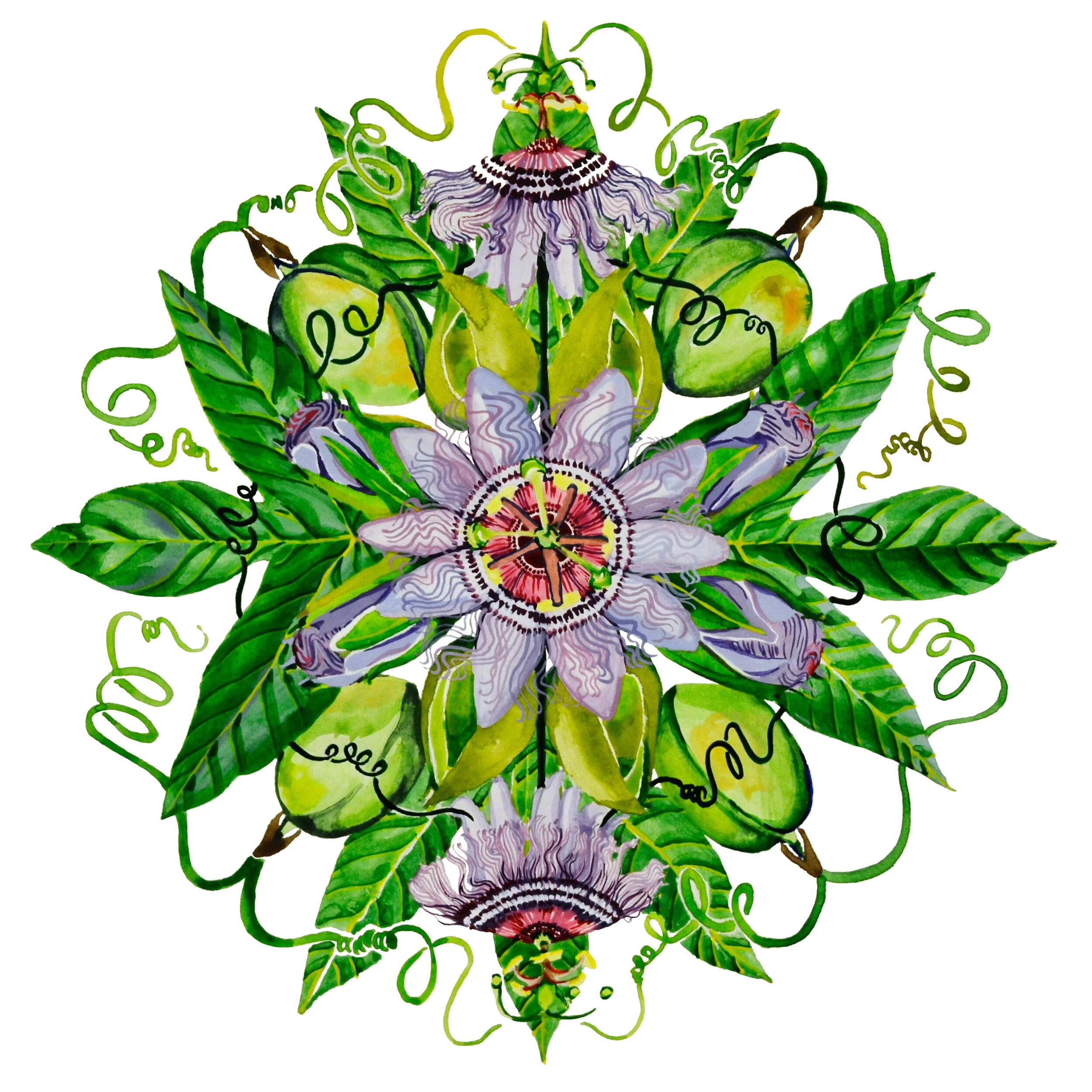 Passionflower 12%22 x 12%22.jpg