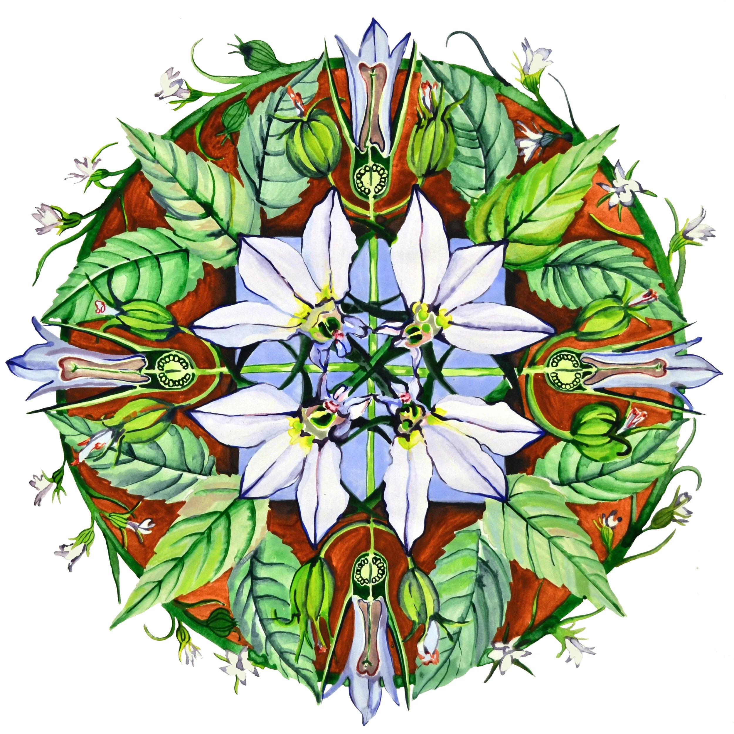 Lobelia 12%22 x 12%22.jpg