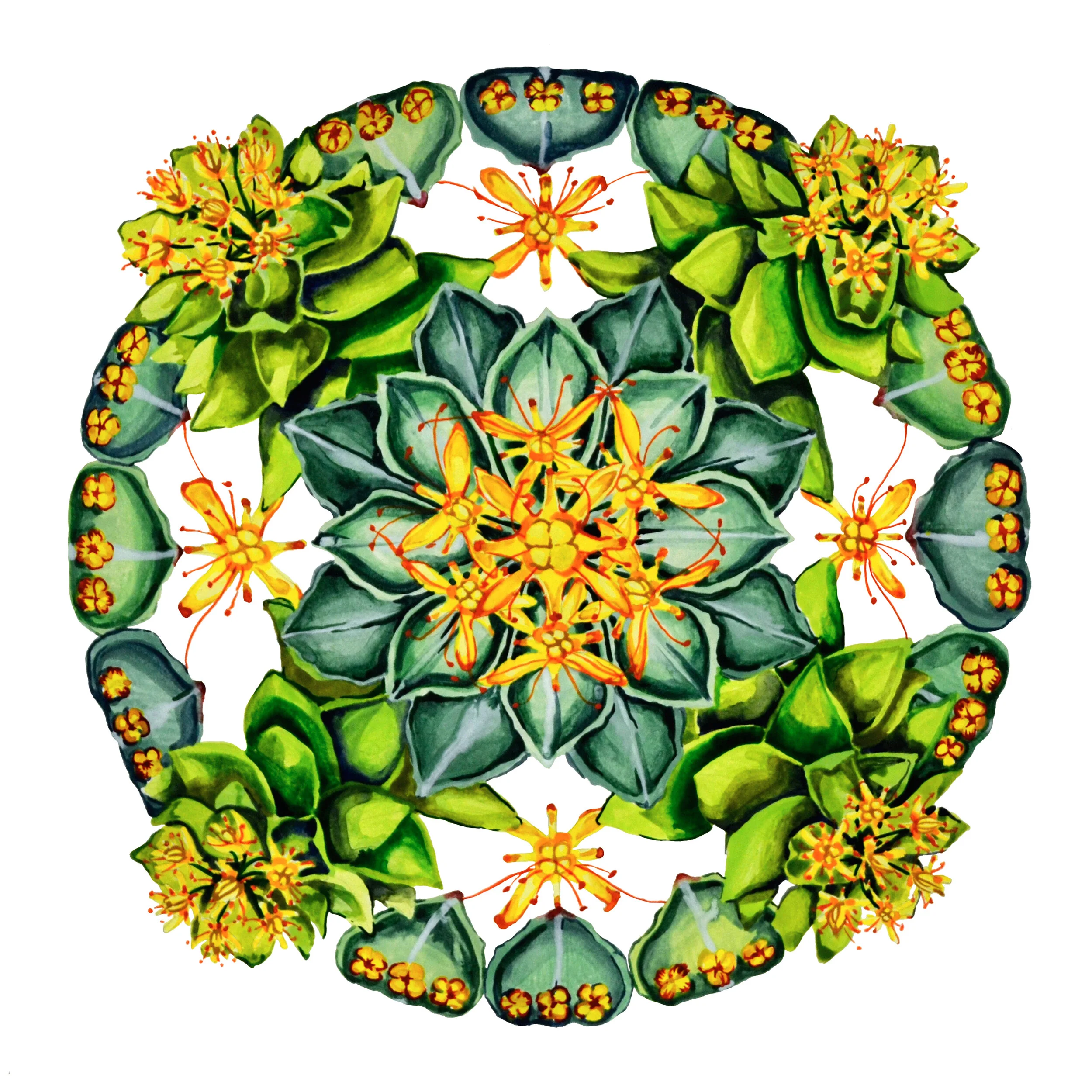 Rhodiola 12%22 x 12%22.jpg