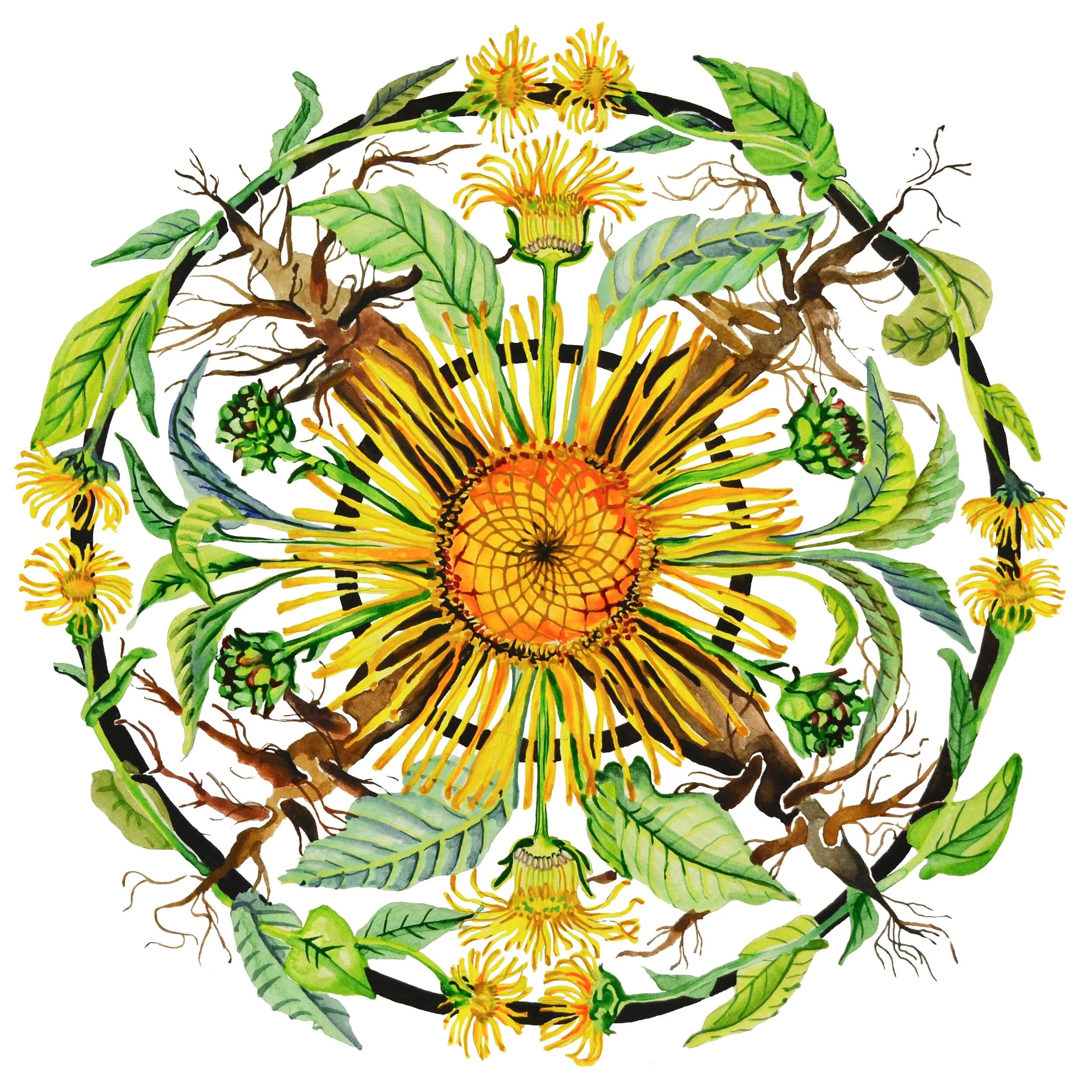 Elecampane 10%22 x 10%22.jpg
