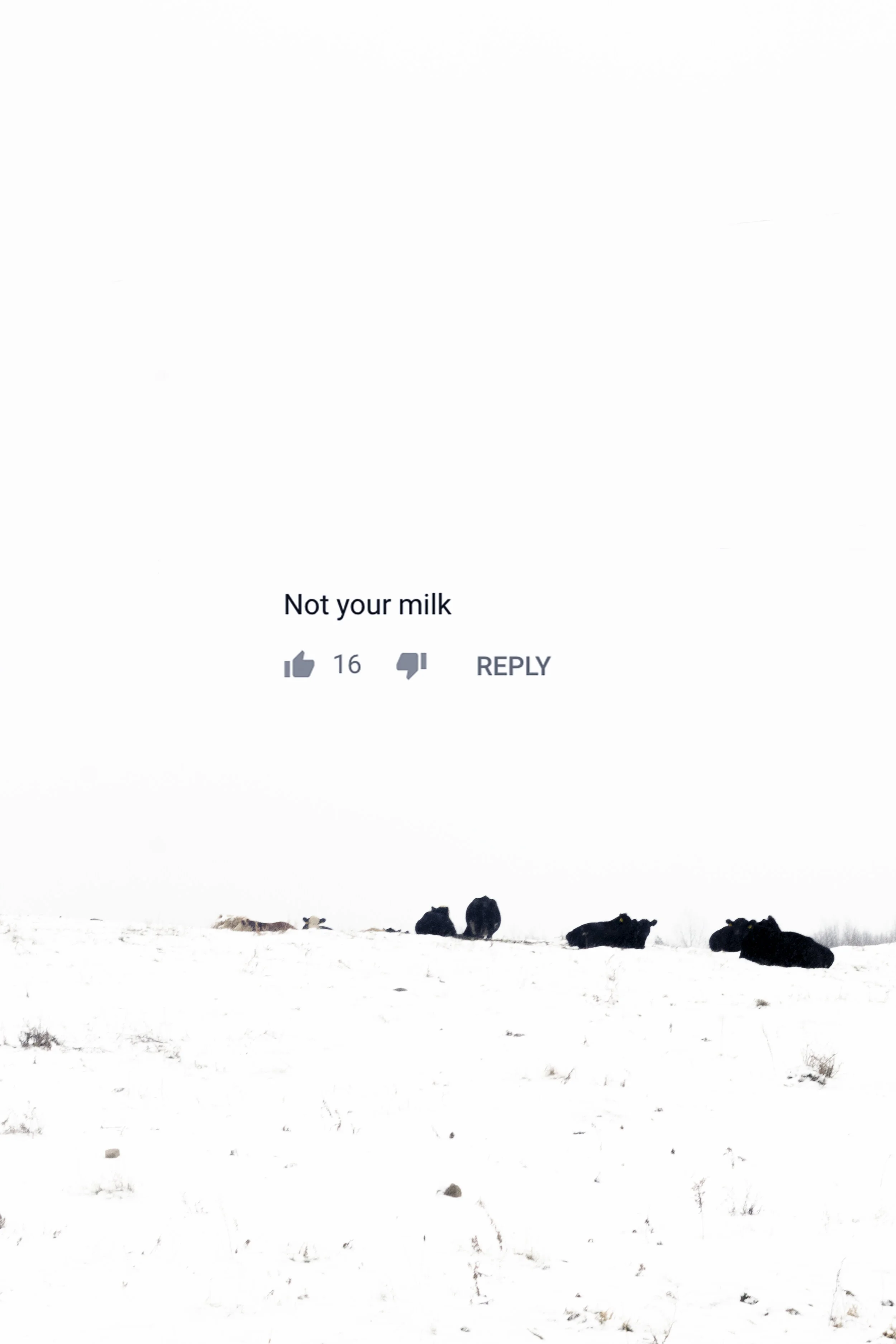 CP3_Cows.jpg