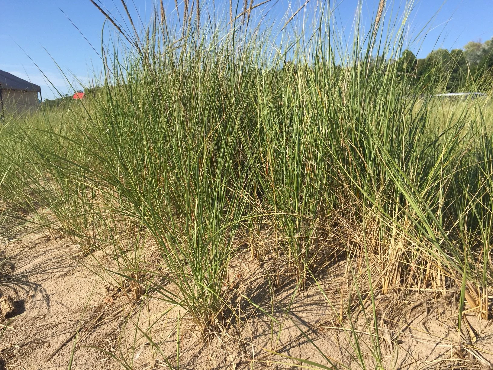 Grass at Goderich Beach.JPG