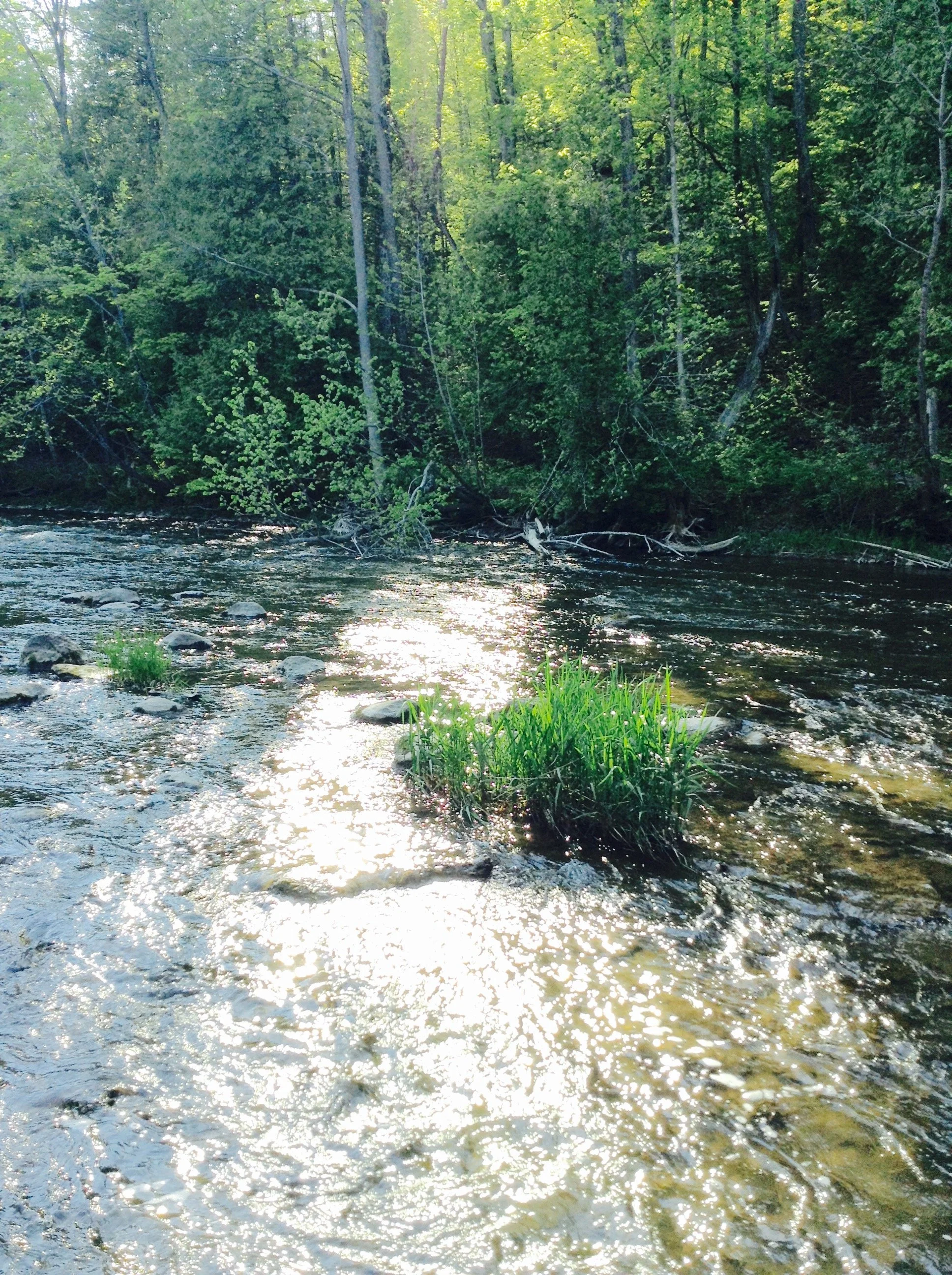 Forks of the Credit Riverbed.jpg