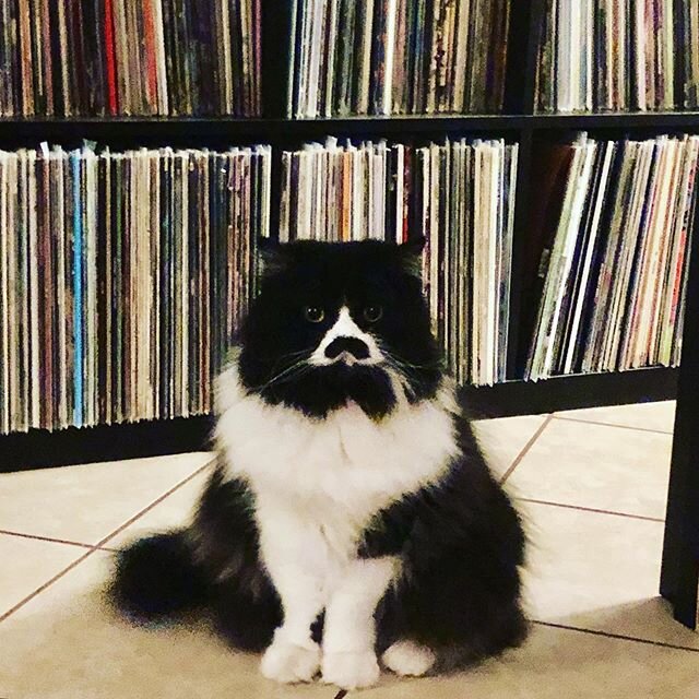 Rare species in his natural habitat. My big boob @liladolf He&rsquo;s got decent taste too. He likes avant-garde/free jazz &amp; 20s/30s country blues. Real specific, I know #kitler #kitlersofinstagram #catsthatlooklikehitler #catsofinstagram #lilado