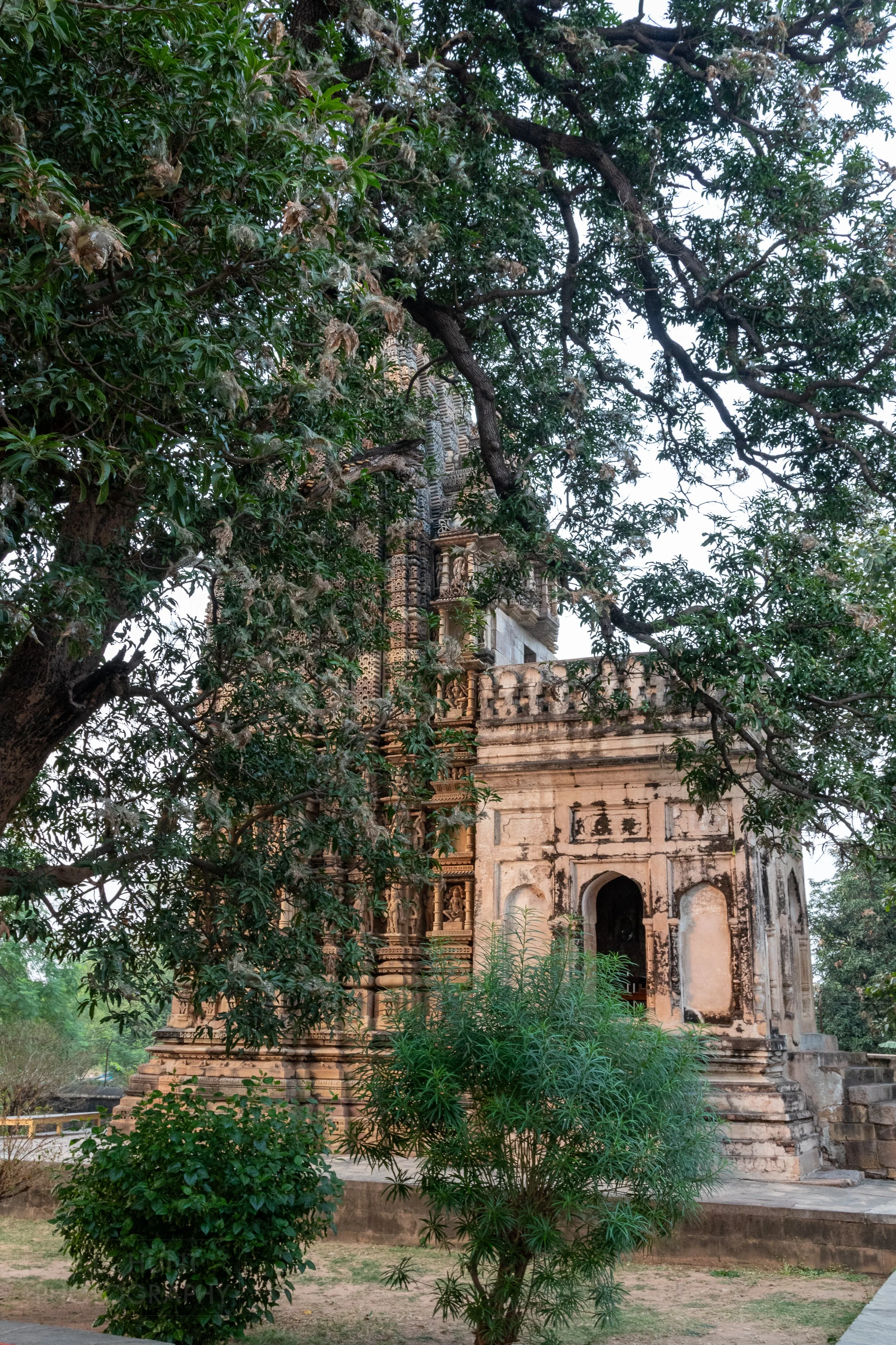 The stone Adinatha Temple rises behind a green-leafed tree in Khajuraho, India.