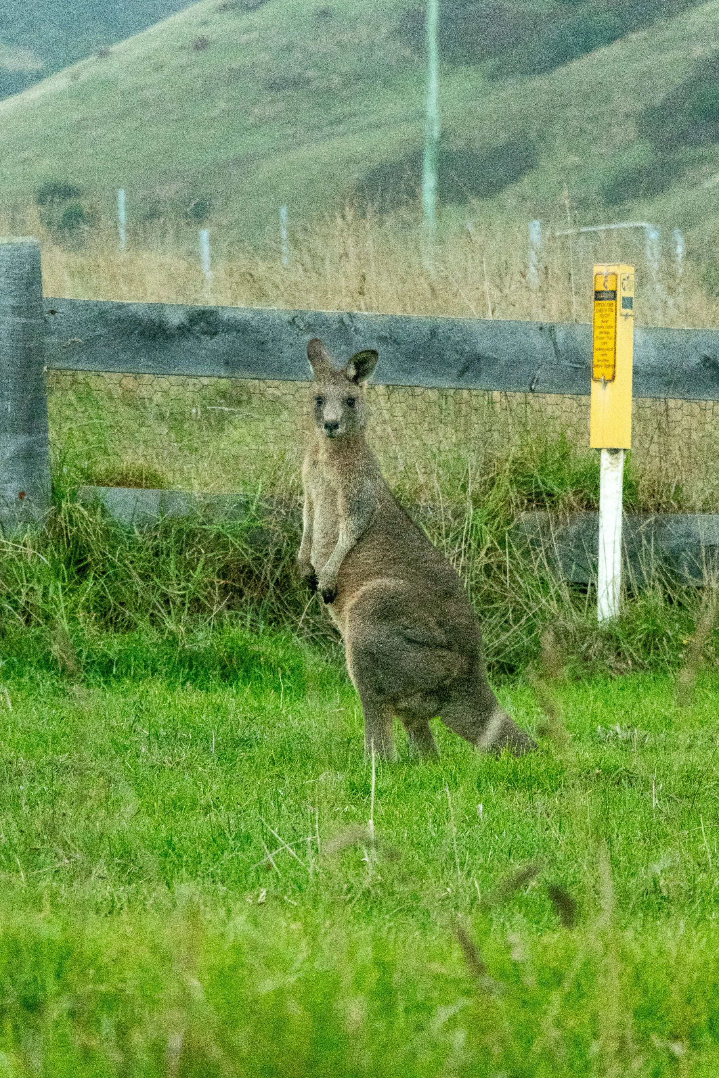 A kangaroo standing in manicured grass in front of a wood and wire fence looks forward, Johanna, Victoria, Australia.