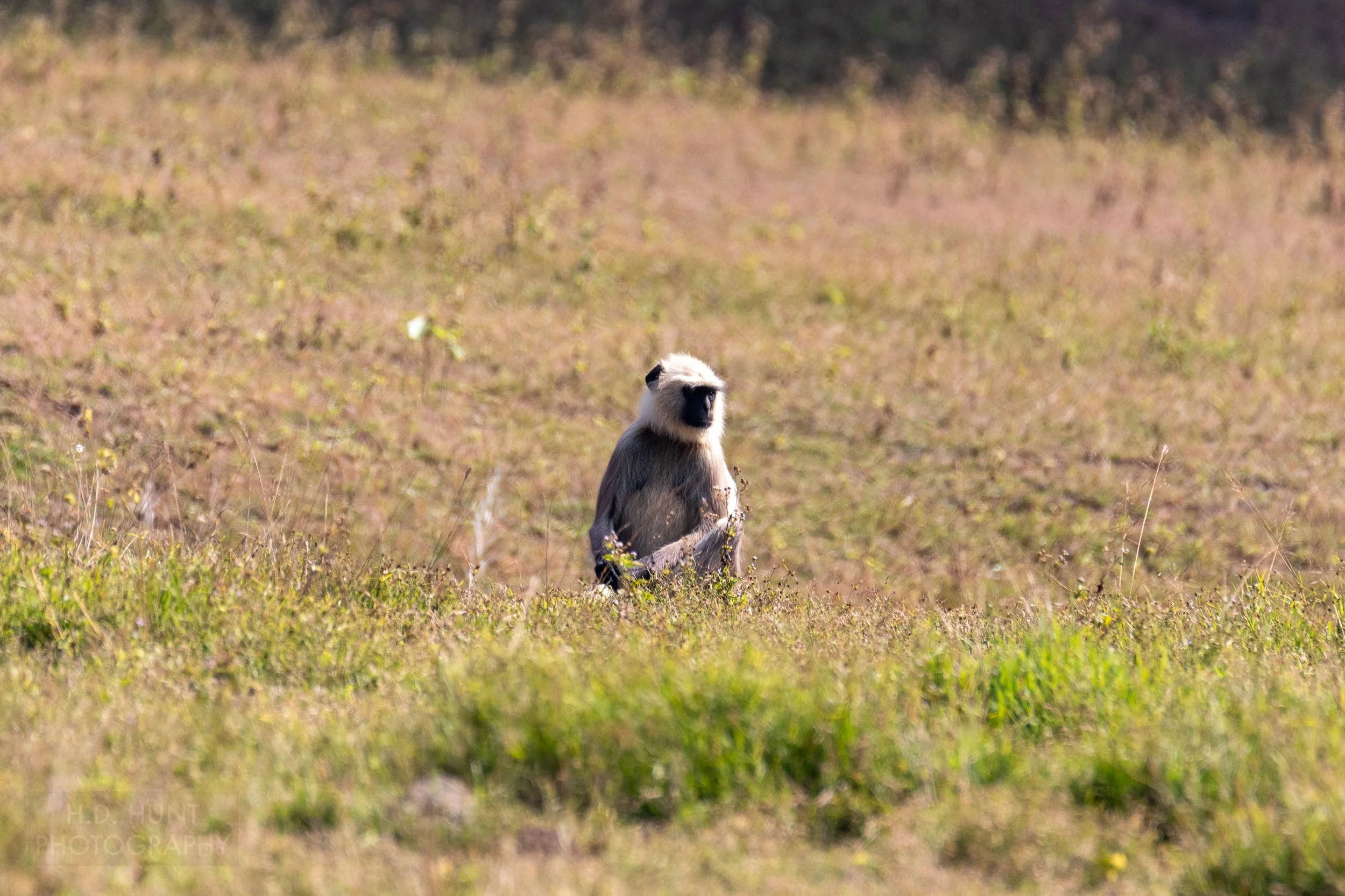 A gray langur - a small monkey with a white top - stands in a grassland in Kanha Tiger Reserve, India.