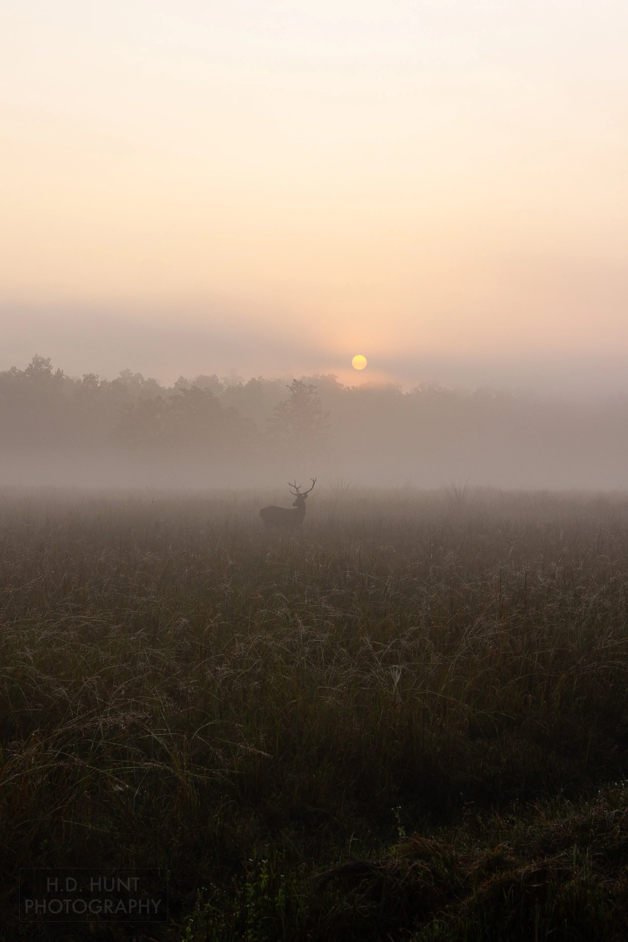 A bright orange sun rises above the spot in a foggy meadow where a deer-like animal with prominent horns is standing, Kanha Tiger Reserve, India.