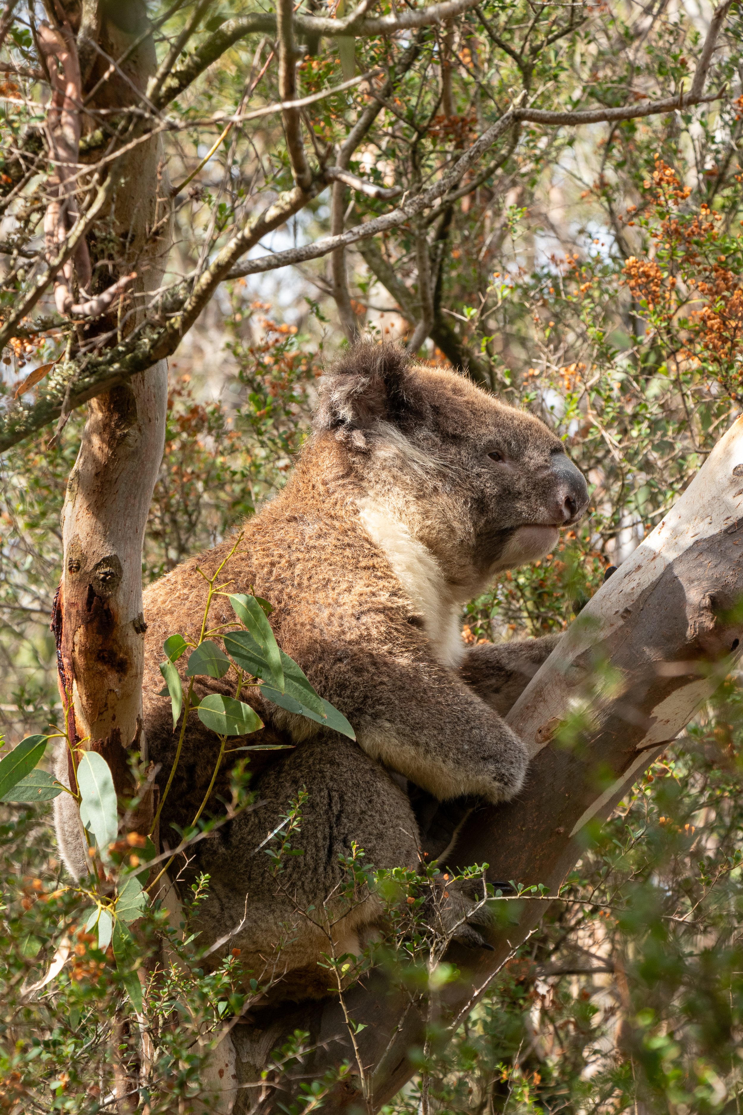 A koala looks out from a tree branch along The Great Ocean Walk, Victoria, Australia.