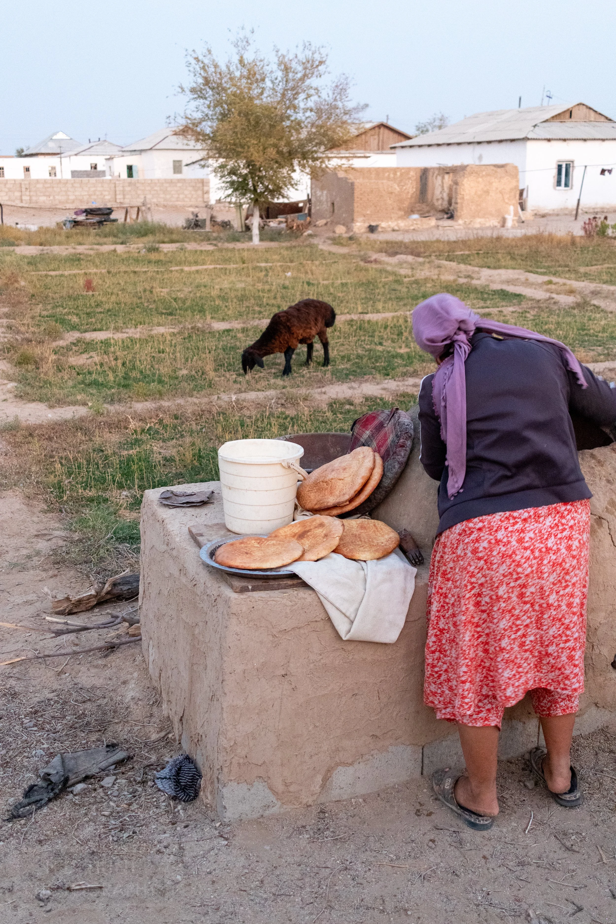 A woman removes bread from a tandoor oven while a goat grazes in the background, Yangikazgan, Uzbekistan.