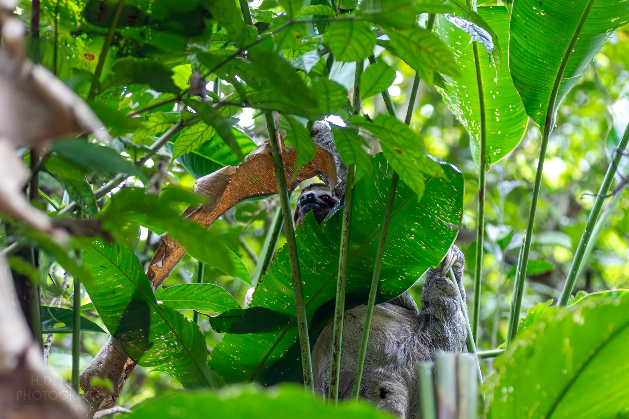 A sloth sits in a tree in Manuel Antonio National Park, Quepos, Costa Rica.