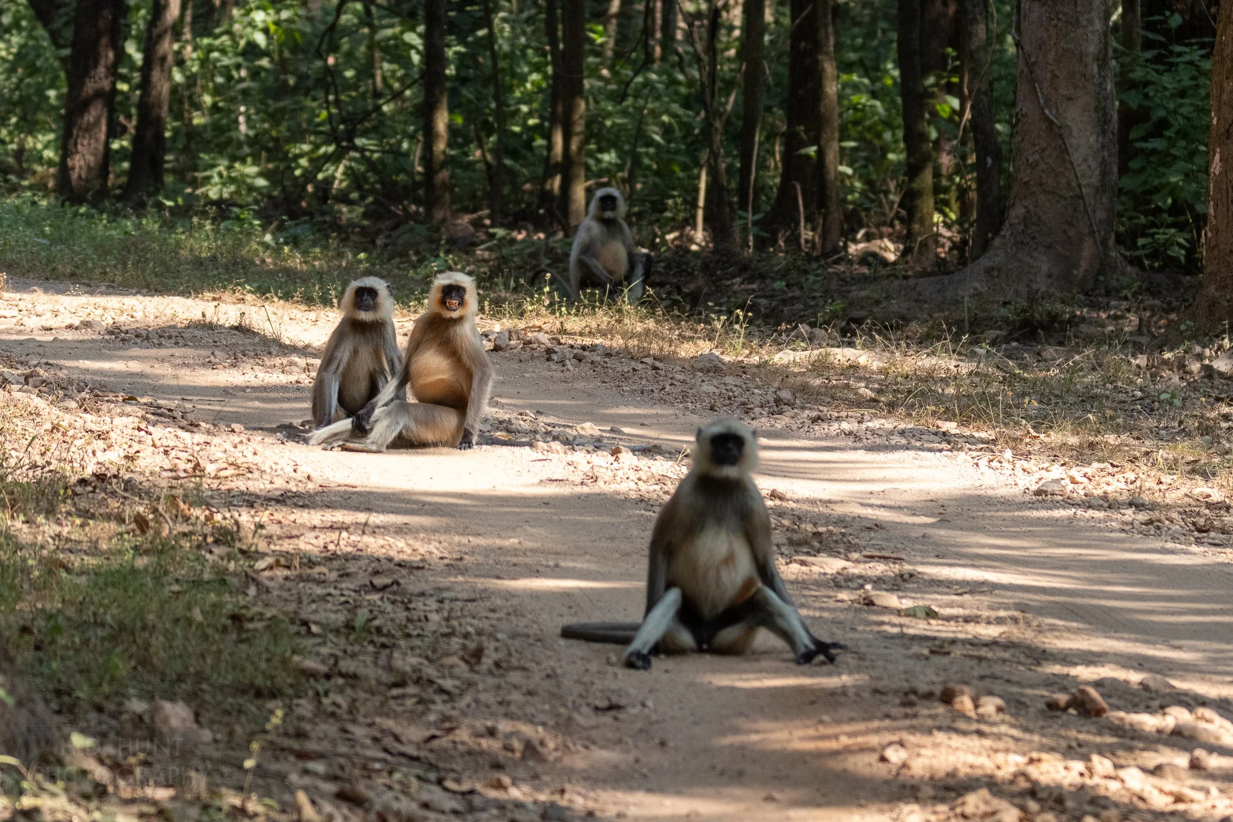 Three gray langur monkeys sit in a dirt roadway, Kanha Tiger Reserve, India.